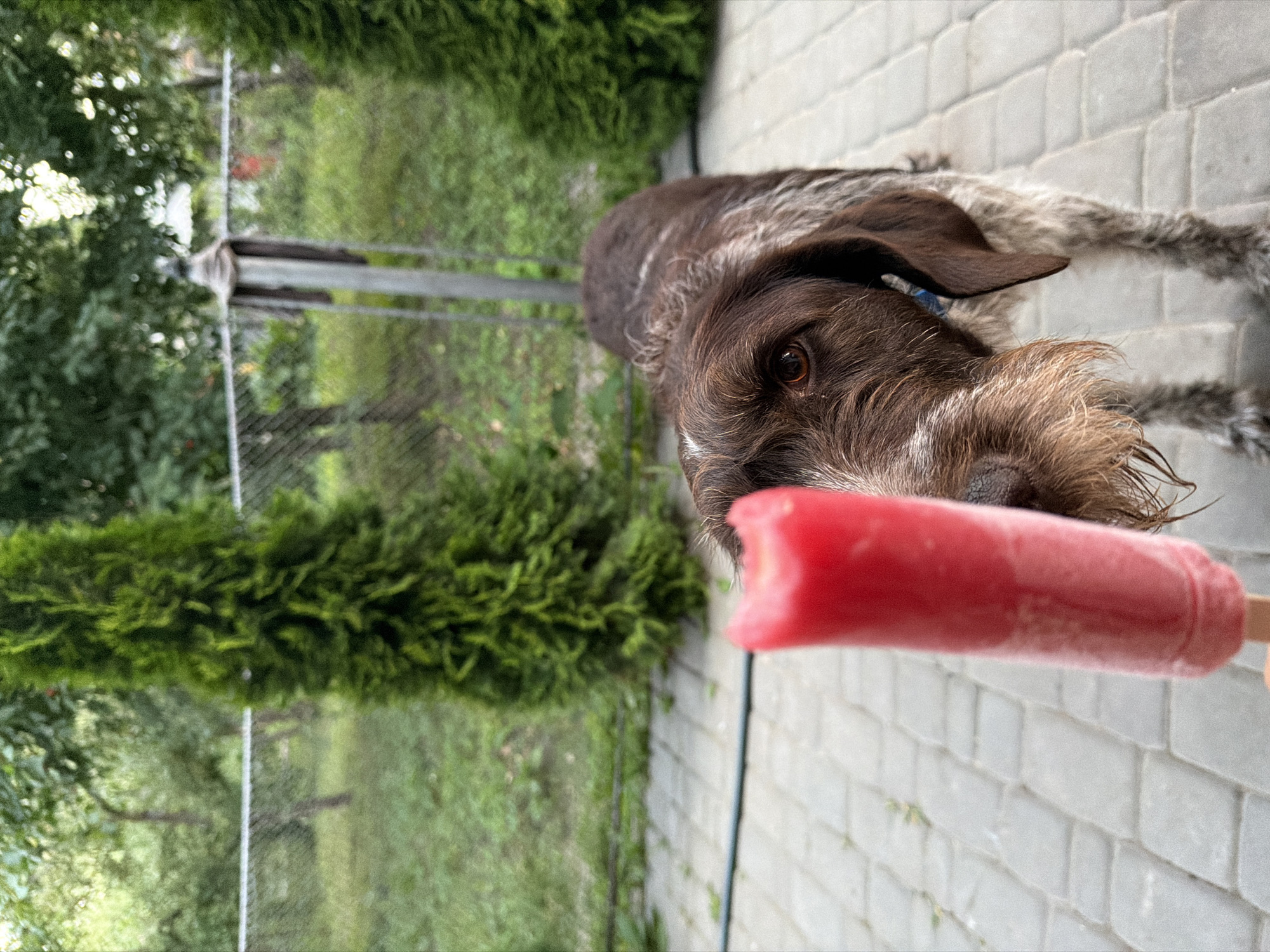 In an outdoor setting in Kamianka-Buzka, Ukraine, a German Wirehaired Pointer dog is presented with a red popsicle. The dog, with its characteristic brown and gray wiry coat and attentive brown eyes, is positioned close to the camera, with its head tilted slightly upwards and to the side. A bright red popsicle, held by an unseen hand, is offered towards the dog, with the tip of the popsicle just touching its muzzle. The dog appears engaged and perhaps eager to taste the frozen treat.
The background reveals a yard with lush green foliage, including a dense, conical evergreen shrub and trees with dappled sunlight filtering through their leaves. A chain-link fence is visible, suggesting the boundary of the yard. Beyond the fence, more greenery and what appears to be a residential area can be discerned, with the characteristic light-colored, rectangular brickwork of a patio or walkway in the foreground and extending into the background. The lighting suggests it is daytime, likely during warm weather, conducive to enjoying a frozen treat outdoors. The overall scene evokes a sense of simple pleasure and a moment of connection between a pet owner and their dog. There is no visible text in the image.