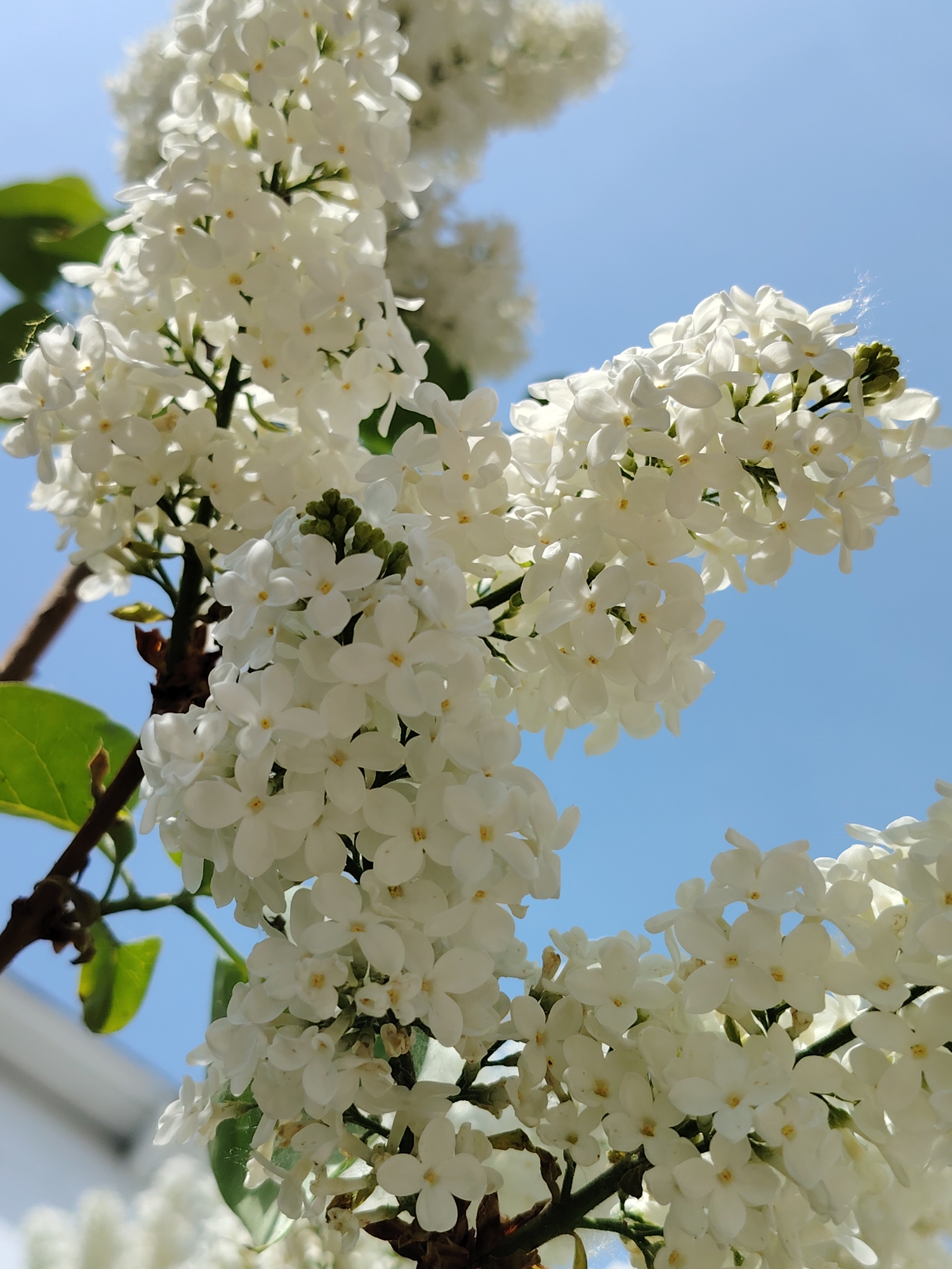 The image shows a cluster of white lilac blossoms against a bright blue sky. Some green leaves are visible near the branching stems. The flowers are tightly packed together in a blooming cluster. The location, Chaikovsky, Russia, is deduced from the camera settings embedded in the metadata of the original image from which these versions were derived.