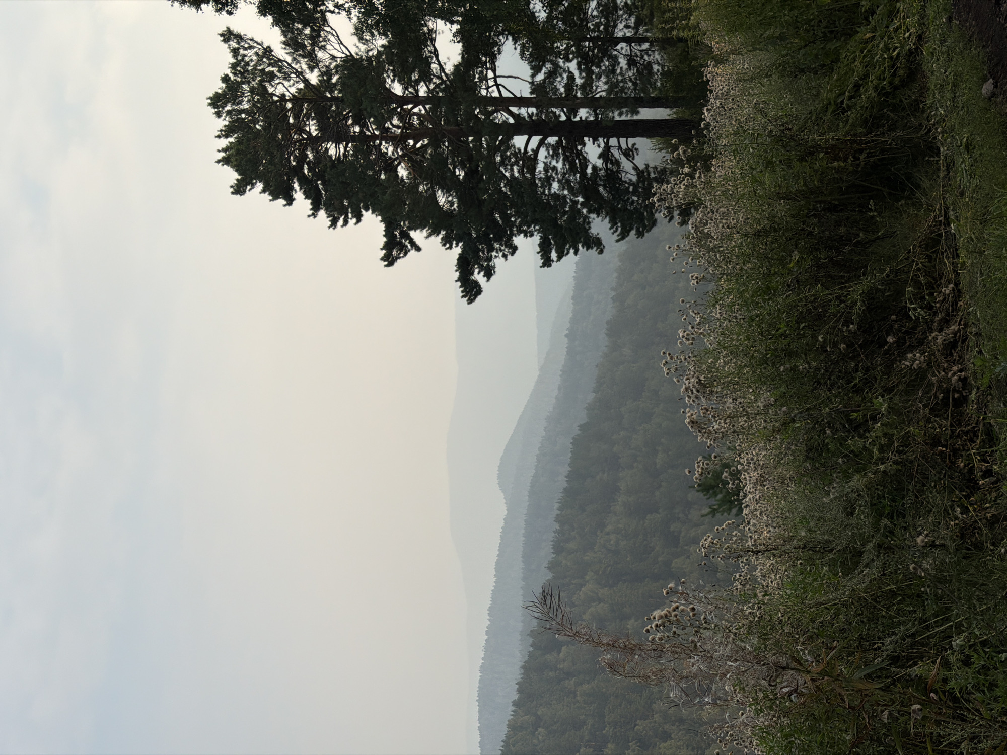 The image depicts a hazy, mountainous landscape with dense evergreen forests stretching across multiple hills. In the foreground, wild grasses and wildflowers are in bloom, some with seed heads. A tall pine tree with a thick trunk and spreading branches stands prominently on the right side of the frame, partially obscuring the view of the distant mountains. The sky is overcast and pale, with a slight gradient of lighter hues at the top. The scene suggests a natural environment, likely a park or wilderness area, with the atmospheric haze indicating a considerable distance between the viewer and the farthest hills, a characteristic often seen in the vicinity of Krasnoyarsk, Russia, particularly due to its surrounding natural parklands and occasional air quality issues. There are no people or animals visible in the image.