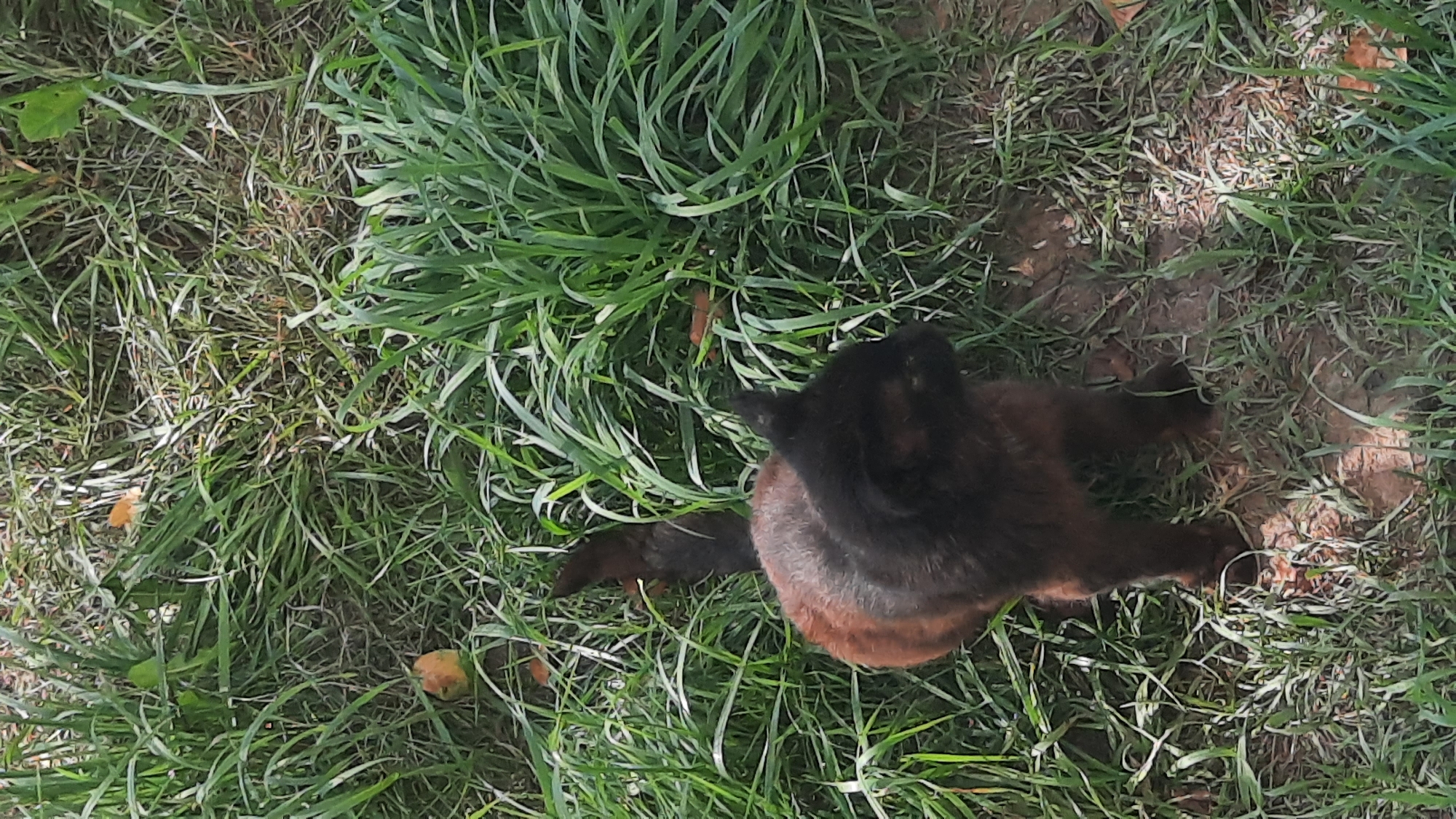 The image shows a black cat with reddish-brown markings on its back and tail, standing in a grassy area. The cat is facing to the right and appears to be looking down at something on the ground. The grass is green and somewhat tall, with patches of dirt visible. There are a few fallen leaves or small fruits scattered in the grass. The background consists of more grass and some out-of-focus foliage, suggesting an outdoor setting. There are no people or man-made structures clearly visible in the image, making it difficult to definitively place it within the city of Шклоў, Belarus, though the natural elements suggest a park, garden, or undeveloped area.