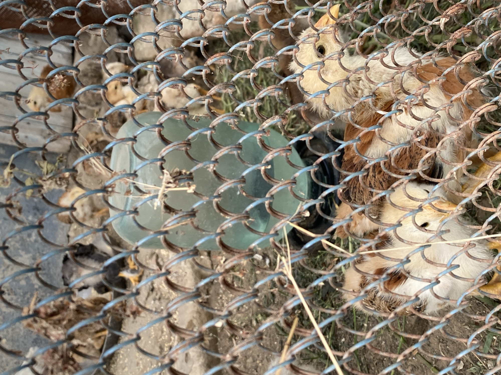 In Cairaclia, Moldova, within a fenced enclosure constructed from rusted metal mesh, a group of young chickens are gathered. A large, teal-colored plastic water dispenser with a blue base sits in the center of the enclosure. The ground is a mixture of dirt and sparse grass, with some dry straw present. The chickens, varying in shades of white, brown, and black, are visible through the fencing. Some are clustered near the water dispenser, while others are dispersed throughout the pen. The overall scene depicts a rural farm setting.