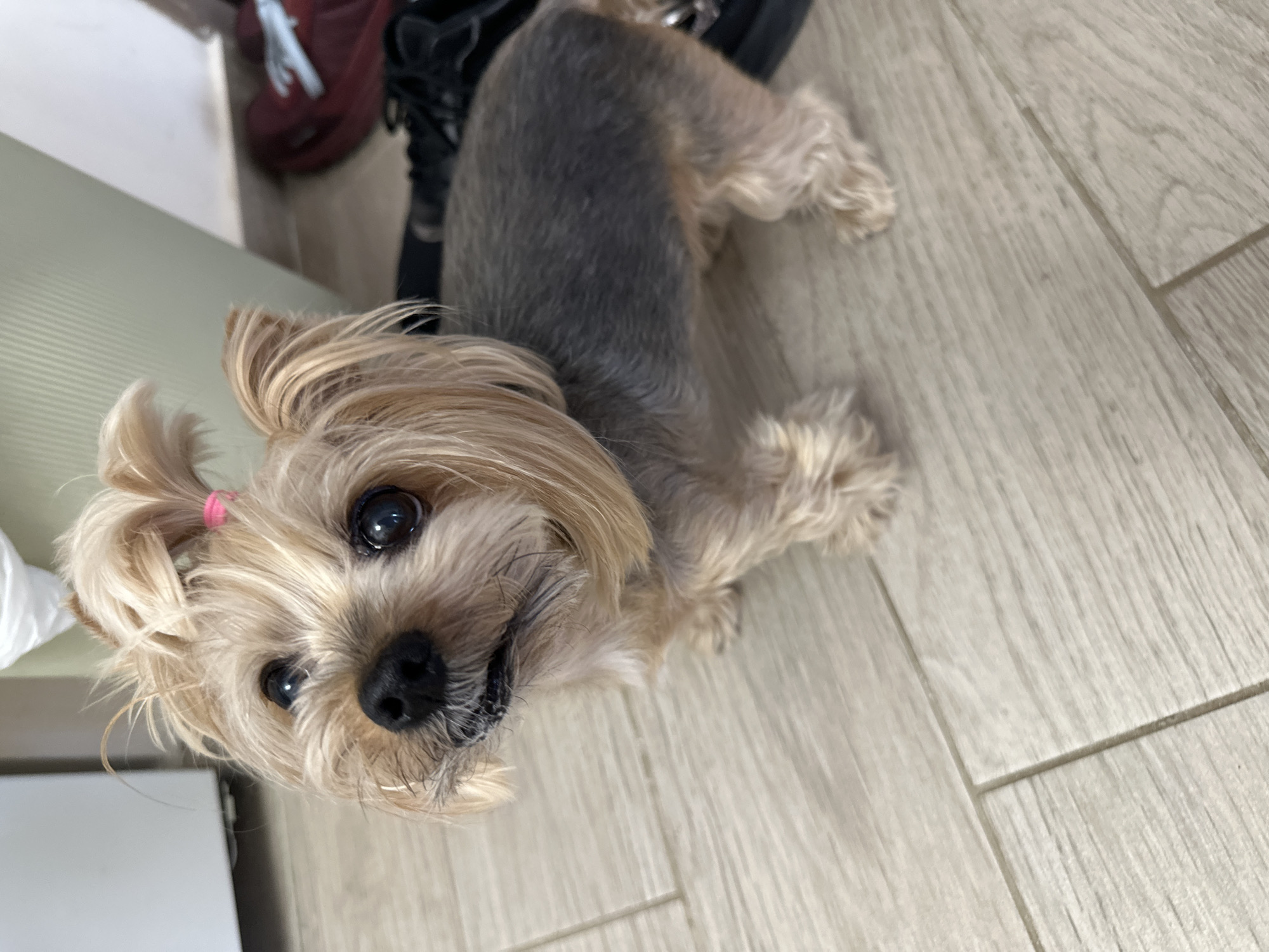 A close-up, slightly angled shot features a Yorkshire Terrier on a light wood-patterned floor. The dog is positioned with its head near the lower left corner and its body extending towards the upper right. The dog's hair is mostly light tan, with gray on its back and a pink hair tie visible on its head. The dog is looking upward and towards the viewer. In the background, blurry objects including a red bag and a black shoe are visible. The location is unknown, and there is no information to suggest the image was taken in Sofia, Bulgaria.