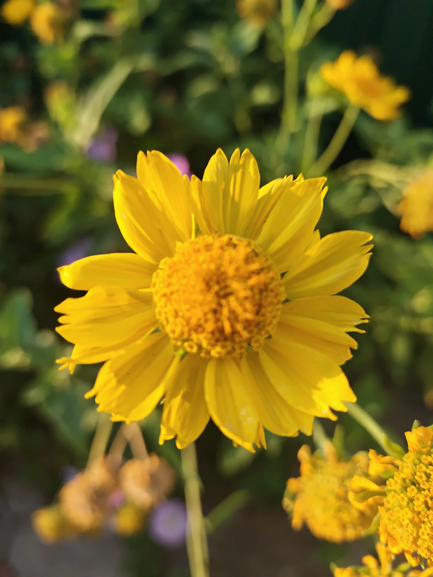A close-up, eye-level shot focuses on a single, vibrant yellow flower in the foreground. The flower, likely a daisy or a similar species, exhibits numerous elongated, ray-like petals radiating from a textured, orange-yellow center. The petals are slightly curled and appear to be catching the sunlight, creating subtle highlights and shadows.
The background is softly blurred, showcasing a garden environment. Dominated by lush green foliage, hints of other yellow flowers and subtle purple accents are visible, suggesting a colorful planting. The lighting indicates it is daytime, with the sun illuminating the primary subject.
The image does not contain any people or specific landmarks that would indicate its location within the city of Congaz, Moldova. The scene is a naturalistic depiction of a flower in bloom, devoid of any human activity or urban context.