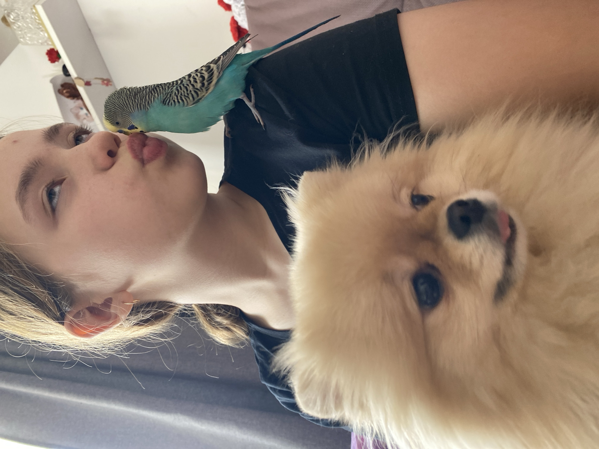 The image shows a light-skinned person with blonde hair with a light-colored dog and a blue parakeet, likely indoors. The person is looking to the side and puckering their lips, as though they are being kissed by the parakeet which is sitting on their shoulder. The dog is also on the person's shoulder, and is close to the camera. The setting is in the city of Unknown, Unknown.