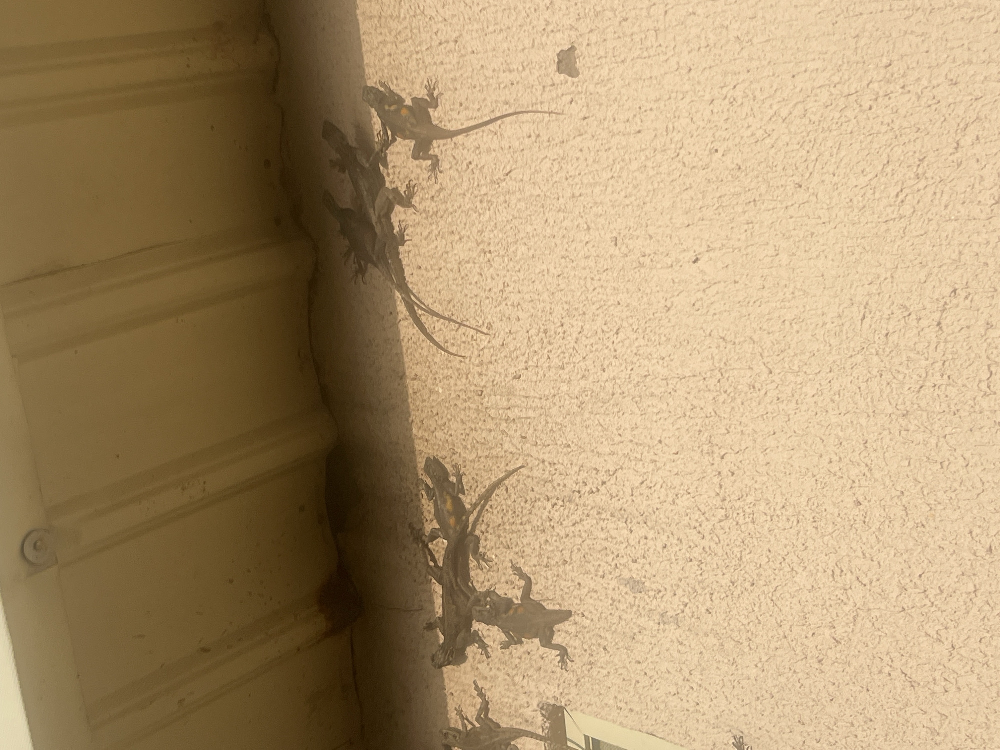 The image shows a close-up, eye-level, outdoor shot of several lizards clinging to a textured, light-colored wall beneath a tan overhang. The lighting suggests it is daytime, possibly late afternoon due to the warm tones. The lizards are predominantly dark in color, with some exhibiting orange markings. Their bodies are elongated, with visible tails and limbs. They are positioned in various orientations, with some appearing to be clustered together. The wall's surface is rough and speckled. The overhang above is a uniform tan color, with visible seams or grooves. The scene appears to be a residential or commercial exterior, likely in a warm climate, given the presence of the reptiles. The specific location in Jalingo, Nigeria, is not visually indicated by any landmarks or identifiable features within the image itself.