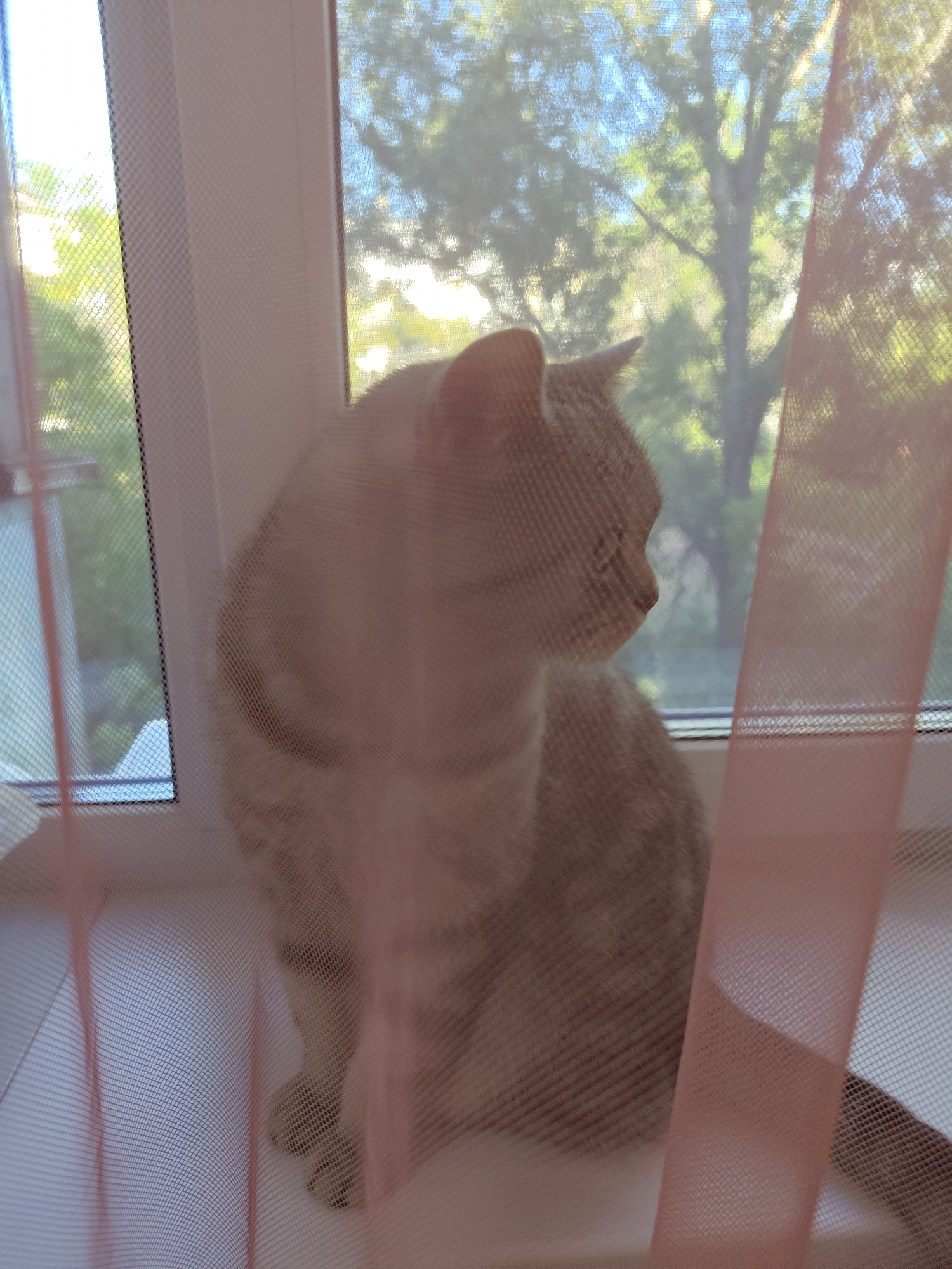 A domestic cat is sitting on a windowsill, looking out a window covered by a sheer pink curtain and a mesh screen. The cat is light-colored with tabby markings. Through the window, trees and a blue sky are visible. The scene appears to be in a residential setting. The image was taken on an overcast day. There is no visible indication of the specific location in Orenburg, Russia.