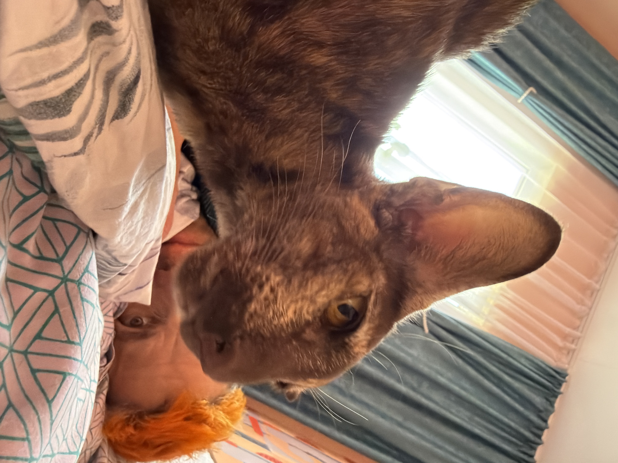 This close-up, upward-angled shot, taken in Chaikovsky, Russia, captures an intimate moment between a brown short-haired cat and a person in a bedroom setting. The cat, positioned prominently in the upper frame, features large, pointed ears, a small pink nose, and piercing yellow eyes with dark pupils, as it gazes directly downward, presumably at the person. Its distinct white whiskers are clearly visible against its soft brown fur.
Below the cat, partially covered by bedding, the person is visible. They have vibrant reddish-orange hair and one eye peeking out, suggesting they are lying down, likely in bed. The bedding consists of at least two different patterns: one with grey wavy stripes on a white background, and another with a light base and a green geometric design.
In the background, bright natural light floods in from a window, partially obscured by draped teal or blue-green curtains. The strong illumination indicates it is daytime, possibly morning, lending a gentle and domestic atmosphere to the scene. The interaction suggests a moment of curiosity or affection from the cat towards its owner. No text is visible in the image.