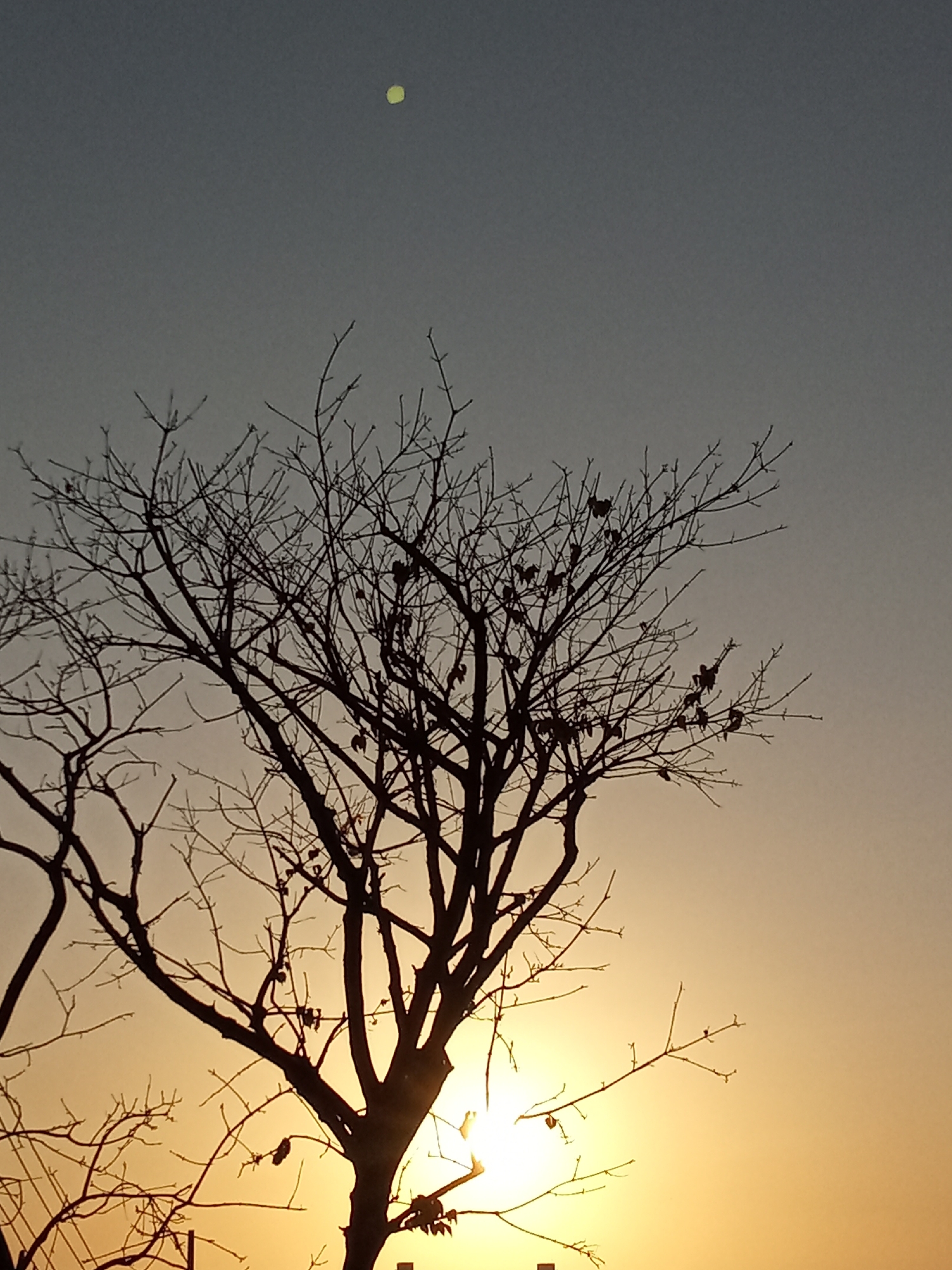 This image depicts a silhouette of a bare tree against a sunset or sunrise. A bright light source, possibly the sun, is partially obscured by the tree. In the upper part of the image, a circular, glowing object is visible against the sky. The scene is likely located in or near Juan Griego, Venezuela, as requested.