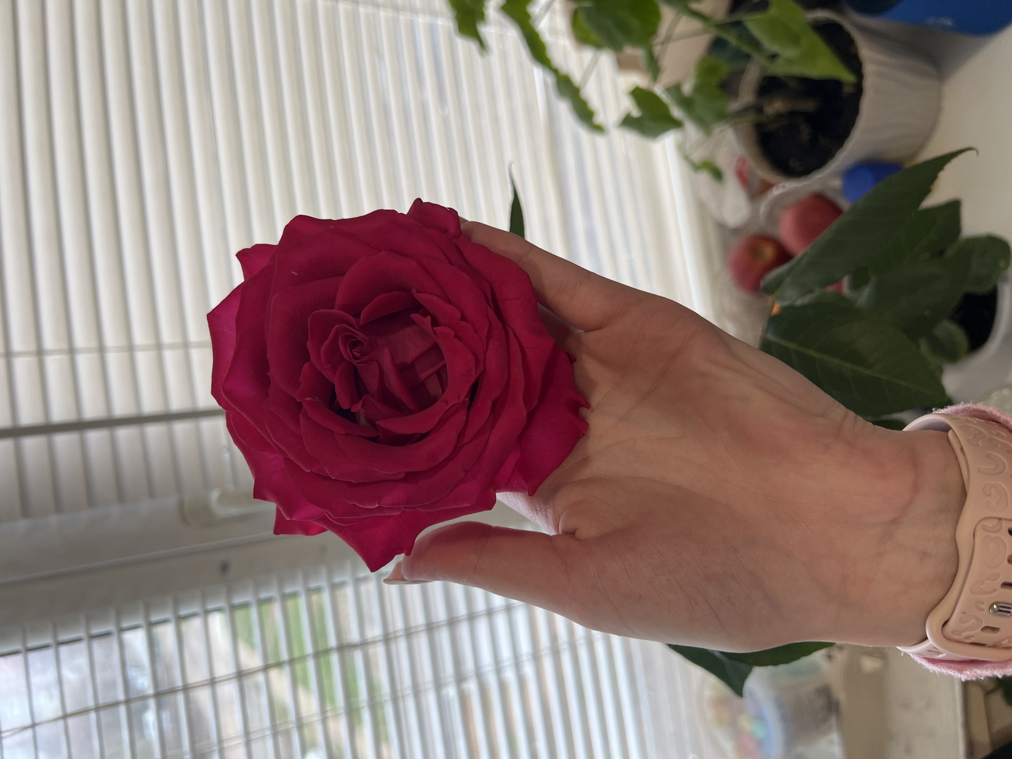 A fair-skinned hand gently holds a vibrant, deep red rose, which is prominently featured in the foreground of the image. The rose is in full bloom, displaying its rich color and layered petals. The hand has manicured nails painted a light, neutral shade. On the wrist, a light pink smartwatch or fitness tracker is visible, adorned with an embossed pattern (possibly hearts) on its band and secured with a silver-toned clasp.
The scene is set indoors, with a window featuring white vertical blinds providing a soft, diffused natural light that suggests it is daytime. In the blurry background, several potted plants with green foliage are visible, alongside a container holding a few red apples. The overall impression is a quiet, domestic moment. The image was captured in Votkinsk, Russia. No legible text is visible anywhere in the image.