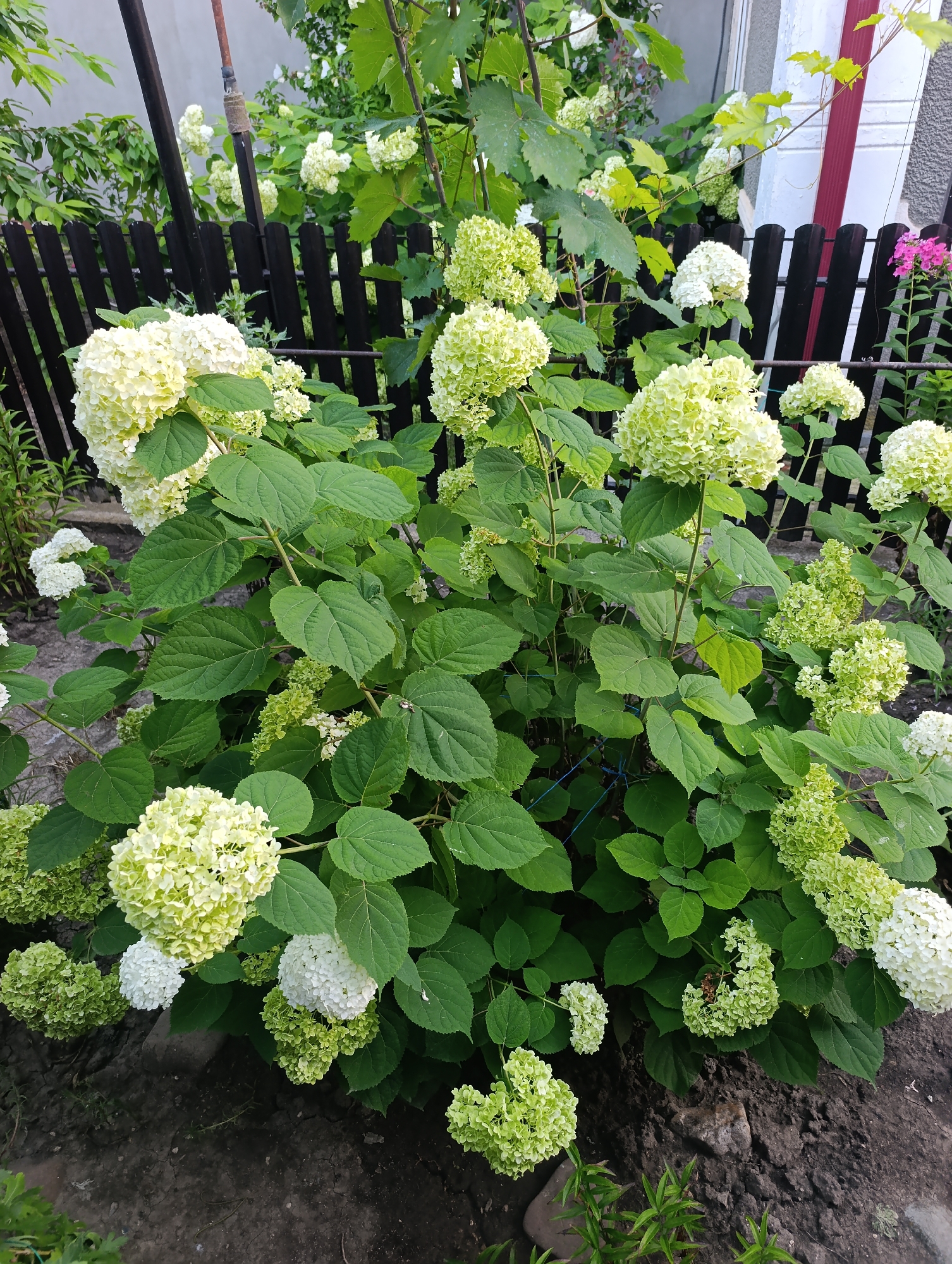 This is a forensic, matter-of-fact description of an outdoor scene. In the foreground, a large hydrangea bush with numerous white and light green blooms dominates the frame. The bush has dense, green foliage. Some of the blooms are fully open and spherical, while others are more conical and beginning to turn green. The bush is planted in dark soil, which appears somewhat dry and cracked in places. To the left and in the background, other green foliage and parts of the hydrangea bush are visible. A dark wooden fence runs across the middle ground of the image, with vertical slats. Behind the fence, more greenery and the corner of a building with a white and red facade are visible. A thin, rusty metal pole extends vertically from the ground in the upper left quadrant, partially obscured by foliage. The scene is illuminated by natural light, suggesting it is daytime. No people or animals are present in the image. The setting is likely a garden or yard in Țînțăreni, Moldova.