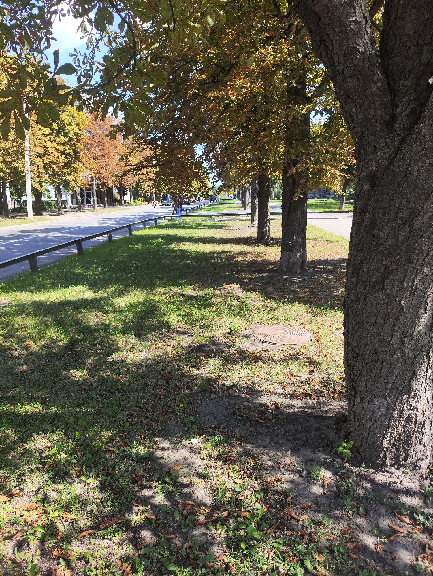 This image depicts an autumnal scene along a city street in Kharkiv, Ukraine. A row of trees with foliage in shades of green and golden-brown lines the side of a paved road, casting dappled shadows on the grassy area and a dirt path in the foreground. A metal guardrail separates the road from the grassy verge. In the background, several cars are visible on the road, and a person in blue clothing is standing near the guardrail. The ground in the foreground is covered with green grass, fallen leaves, and a circular metal manhole cover. The lighting suggests it is daytime, with sunlight filtering through the tree canopy.