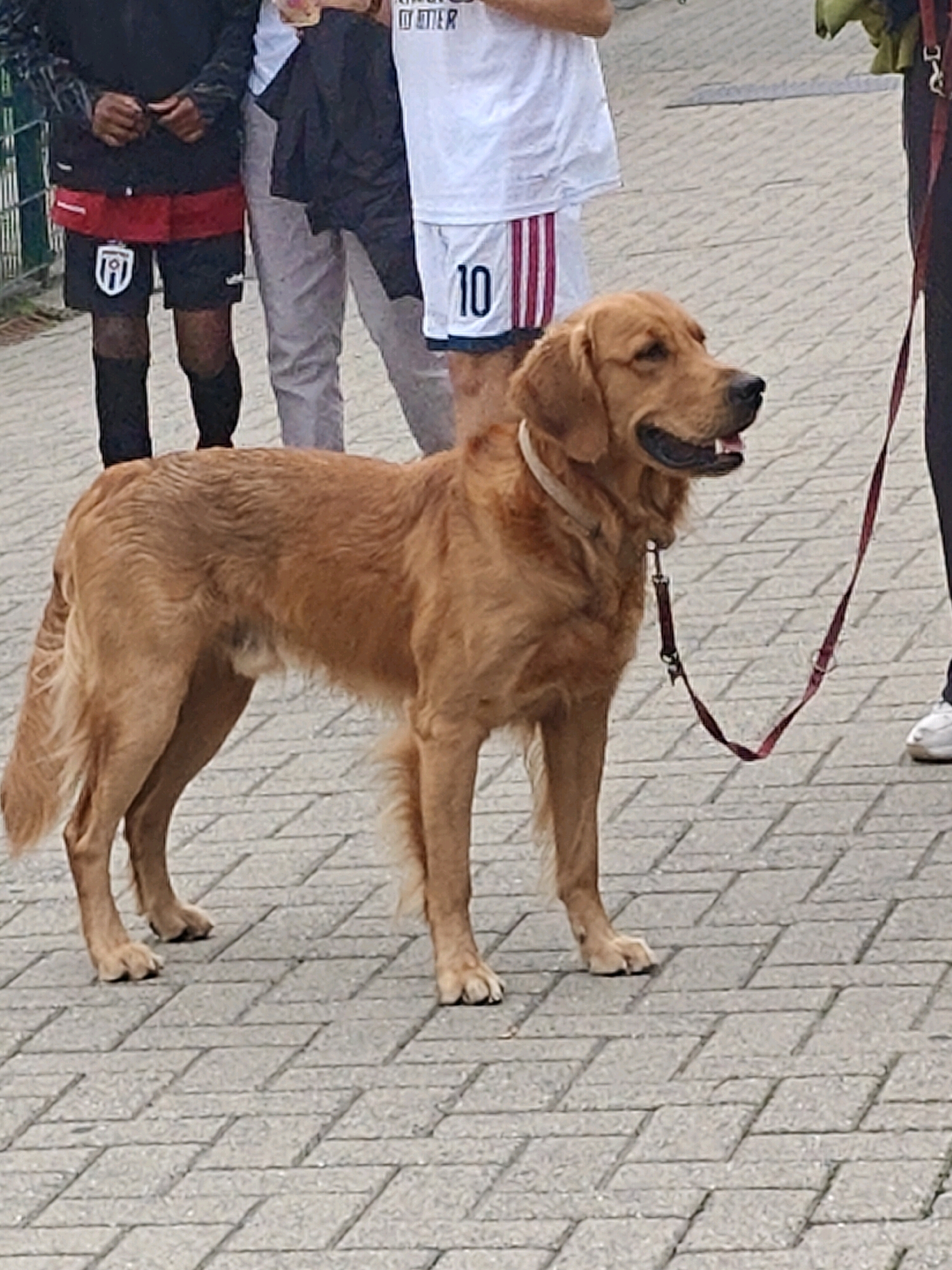 The image depicts a golden retriever dog standing on a paved walkway. The dog is facing right, with its mouth slightly open. A red leash is attached to its collar and trails to the right, held by an unseen person. In the background, the legs of three individuals are visible. The person on the left wears black shorts with a red band and black knee-high socks. The middle person wears light gray pants. The person on the right is wearing dark pants and white sneakers. The paving stones are laid in a herringbone pattern. The scene appears to be outdoors, possibly in a public area within the municipality of Woluwe-Saint-Lambert, Sint-Lambrechts-Woluwe, Belgium.