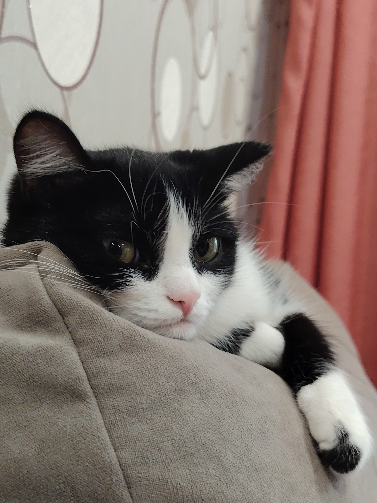 A black and white cat is resting on a light brown, plush surface. The cat's head is tilted slightly to the left, with its eyes partially open. The cat's front right paw is visible, draped over the edge of the surface. In the background is a wall with a repeating circular pattern, and a reddish-orange curtain. The location is Unknown, Unknown.