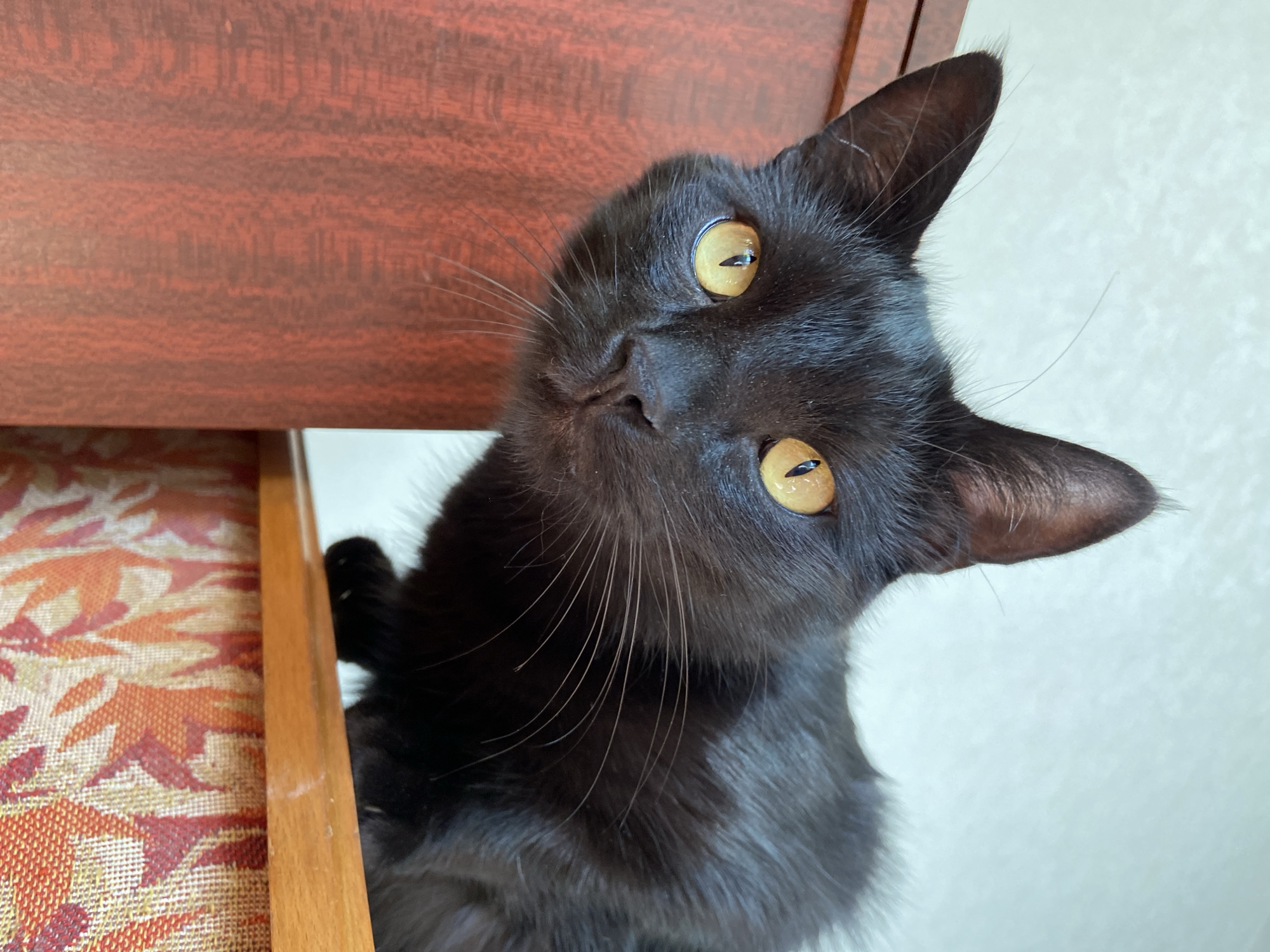 An extreme close-up, eye-level medium shot captures a black cat with bright yellow eyes peering over the edge of a piece of furniture. The cat is positioned on the right side of the frame, with its head tilted and its gaze directed slightly down and to the left. Its fur is dark and appears soft, with visible whiskers extending from its muzzle. The background on the left is a dark reddish-brown wooden surface, possibly part of a cabinet, with a distinct wood grain pattern. The upper portion of the background is a plain, light-colored wall with a subtle textured finish. The bottom right of the frame reveals the patterned fabric of another piece of furniture, featuring a warm color palette of oranges, reds, and yellows with a leaf-like design. The lighting is soft and natural, illuminating the cat's face and highlighting its features. The overall scene suggests an indoor environment, possibly a home.