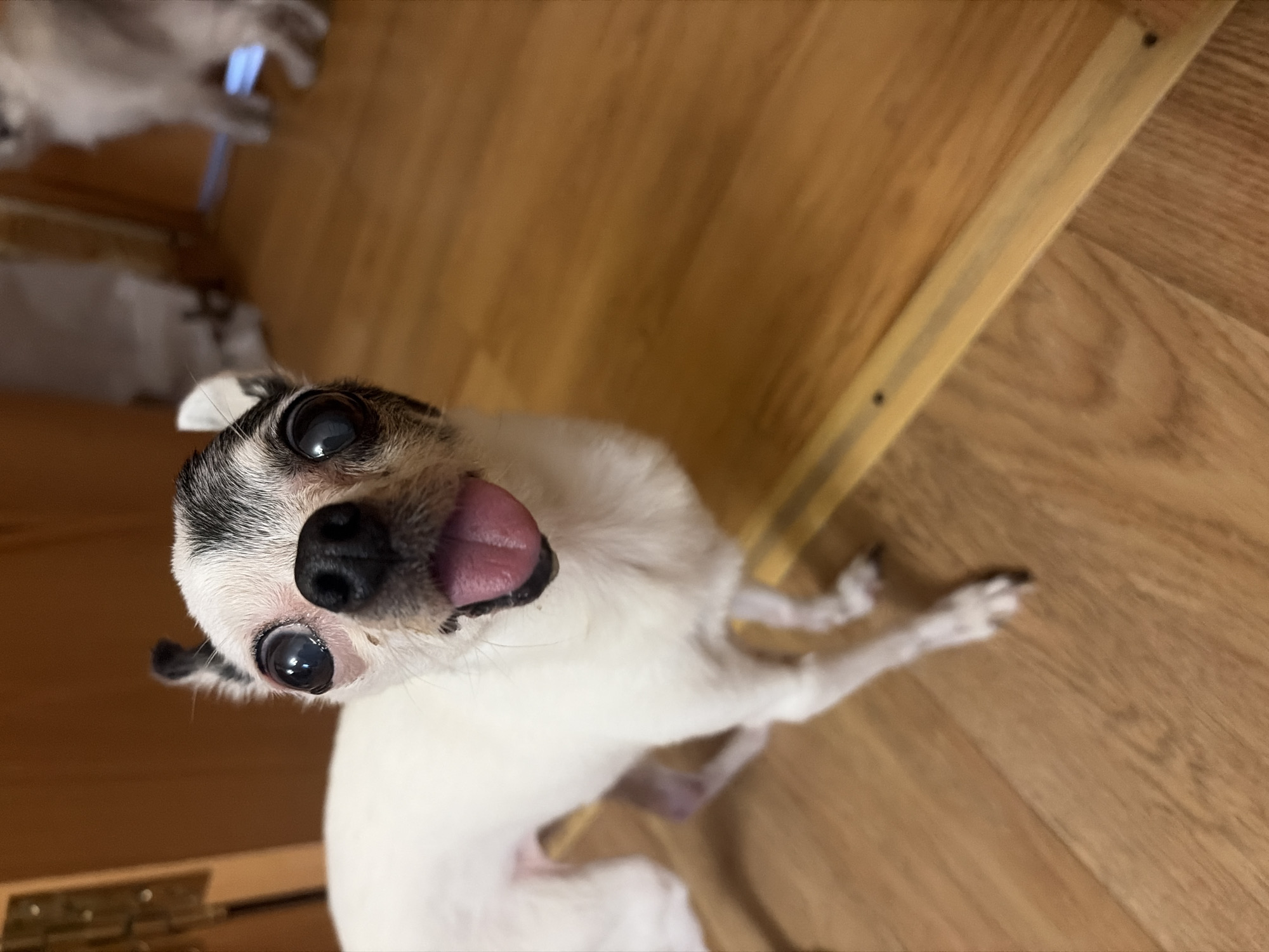 A white Chihuahua with black markings is looking up at the camera with its tongue sticking out. The dog is standing on a wood floor. The photo appears to be taken from a low angle. The location is unknown and not identifiable from the image.