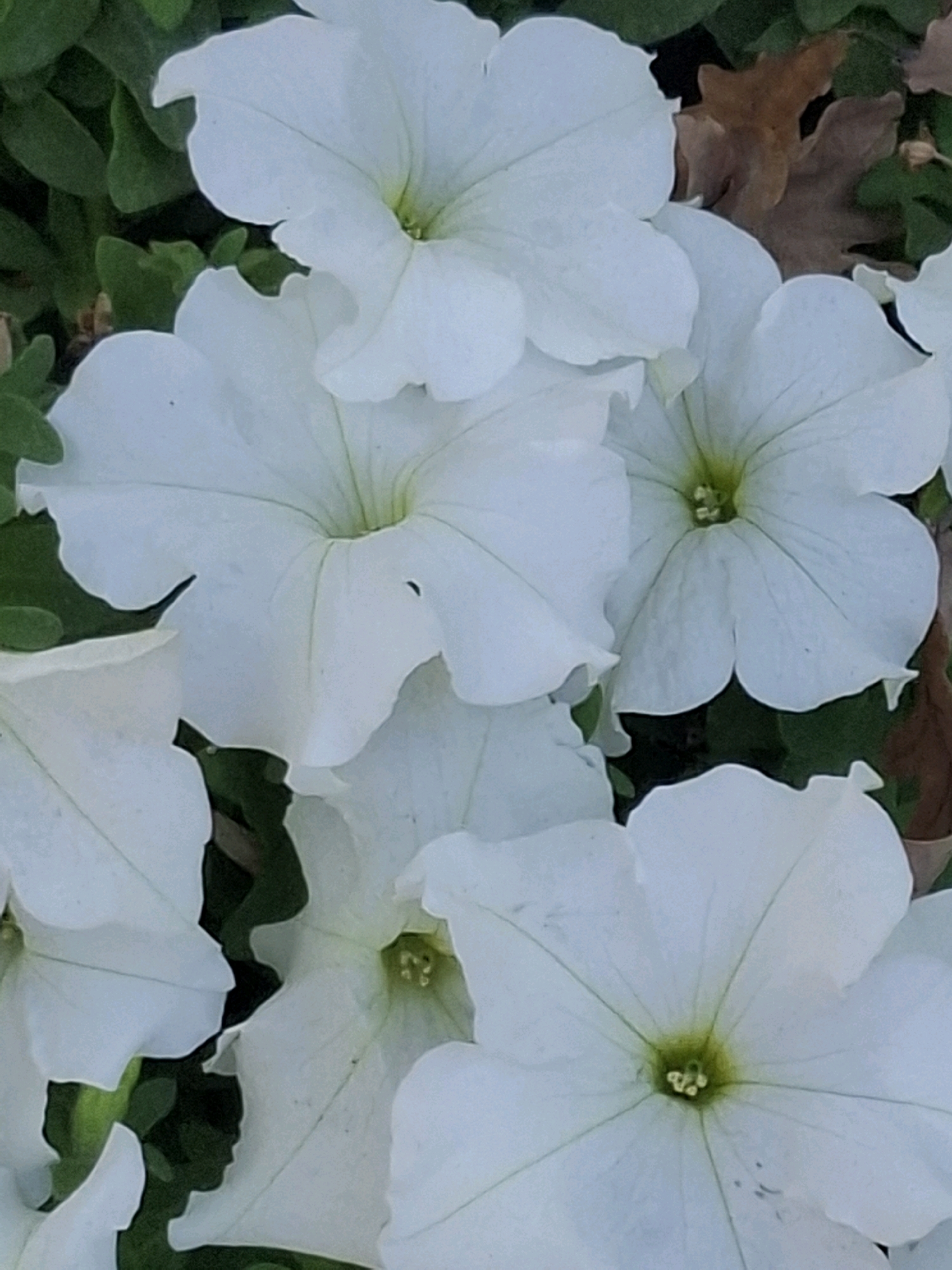 A close-up, overhead shot captures several white petunia flowers with a hint of green in their centers. Some green leaves are visible in the background, along with a few dried, brown leaves, suggesting an outdoor setting. The image does not contain any people or specific landmarks to determine its location within the city of Almaty, Kazakhstan. The focus is solely on the floral subjects.