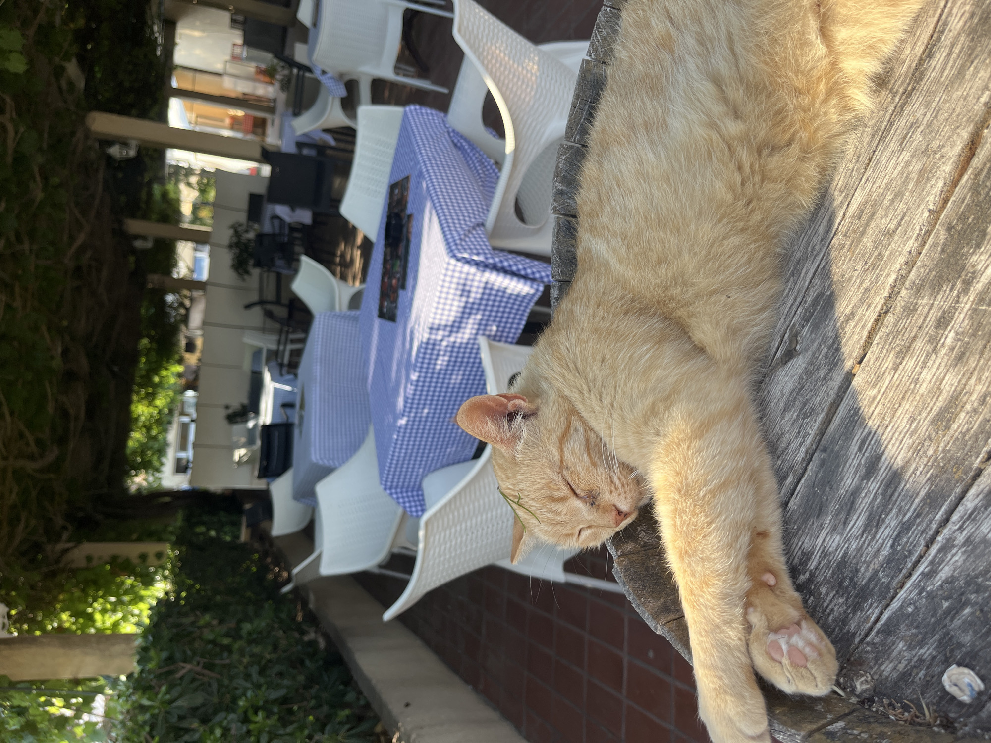 An orange tabby cat sleeps peacefully on a weathered wooden surface, its body stretched out. A thin green blade of grass rests across its forehead. The cat is positioned in the foreground, obscuring the lower portion of the image. In the background, an outdoor dining area is visible. Several tables are draped with blue and white checkered tablecloths. White plastic chairs are arranged around the tables. Overhead, a canopy of green leaves and vines provides shade. The scene appears to be located at an outdoor restaurant or cafe, potentially in Budva, Montenegro, given the ambiance of a Mediterranean coastal town. The lighting suggests it is daytime, with sunlight filtering through the foliage.