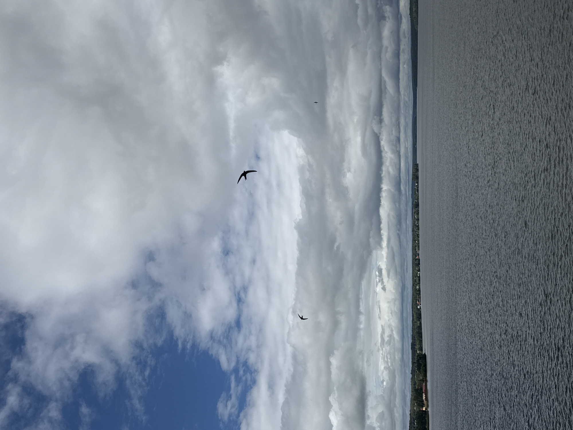The image depicts a wide, calm body of water, likely a lake or reservoir, under a cloudy sky. Two silhouetted birds are visible in flight against the clouds. On the horizon, a treeline with scattered buildings suggests a populated area. This scene is consistent with the landscape around Votkinsk, Russia, a city situated on the Kama River and known for its picturesque reservoir. The overall impression is one of natural serenity and perhaps a bit of dramatic weather due to the cloud cover.