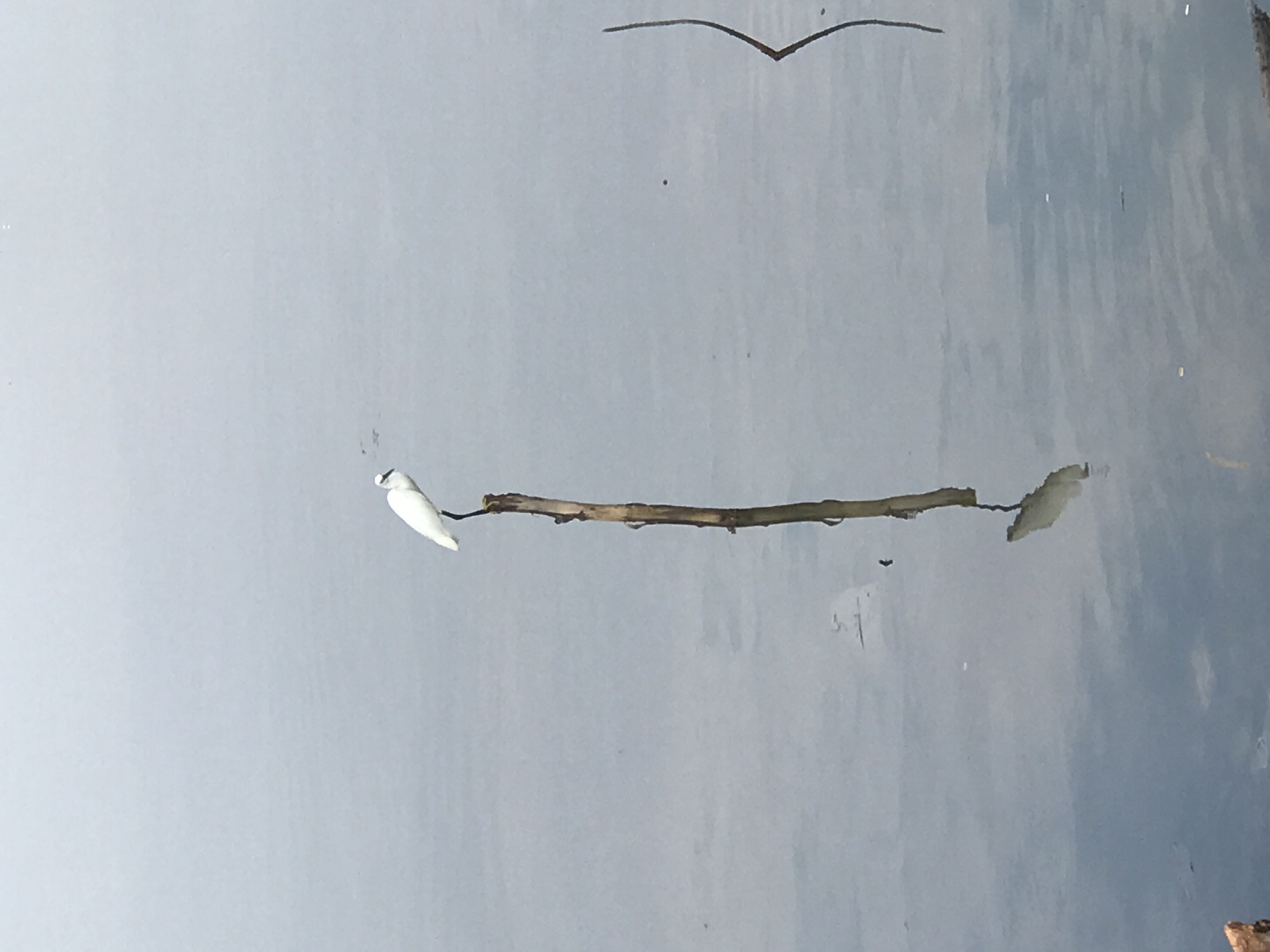 The image shows a body of water, likely a lake or river, with a thin branch floating horizontally across the frame. At each end of the branch, there is a small white object, possibly a flower or piece of paper. Above the branch, closer to the top of the image, is a drawn or painted depiction of a bird in flight. The water is a light gray color, with slight variations in tone, suggesting reflections or ripples on the surface. The scene appears to be a natural environment. It is not possible to confirm the location in Lhokseumawe, Indonesia, or whether the objects are natural or artificial based on the provided visual information.