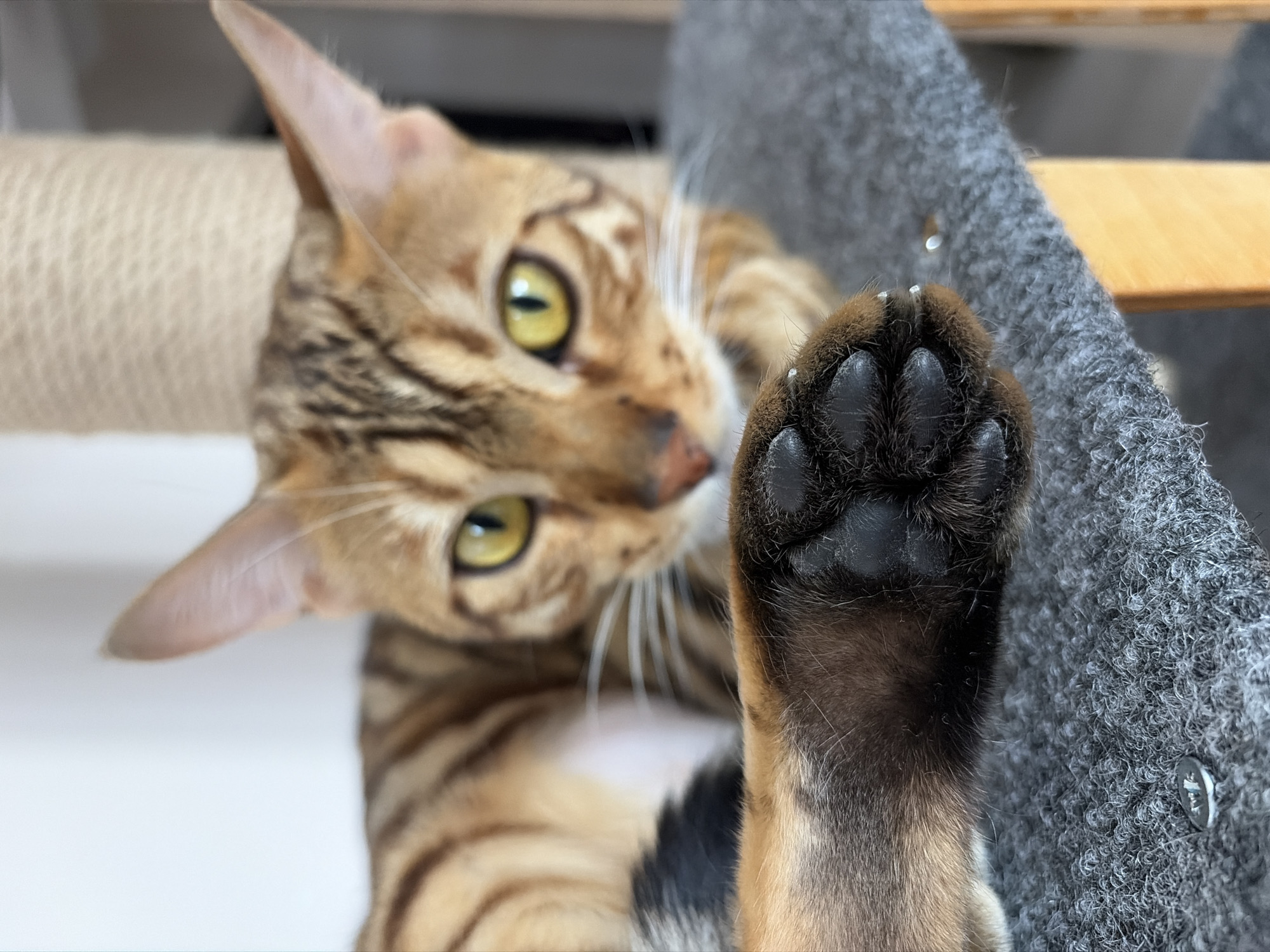 A close-up, high-angle shot captures a Bengal cat engaged with a cat tree or scratching post in an indoor setting. The cat's head is angled, showcasing its distinctive spotted and striped golden-brown fur. One vibrant green-yellow eye, with a vertical slit pupil, gazes directly towards the viewer, conveying alertness and curiosity. Its whiskers are prominent, fanning out from its muzzle.
The cat's right front paw is extended prominently in the foreground, displaying its black paw pads and sharp, extended white claws, which are gripping or resting on a grey, textured, carpet-like material—likely part of the cat furniture. A small, round, silver-colored button or rivet is embedded in this grey surface, though any inscription on it is indistinct.
To the left of the cat, a scratching post wrapped in a light-colored, textured sisal rope is visible. In the blurred background, parts of a wooden structure, possibly a shelf or platform, can be discerned, along with more of the grey carpeted surface. The overall impression is of a playful or attentive moment captured in a pet-friendly home, located in Krasnoyarsk, Russia.