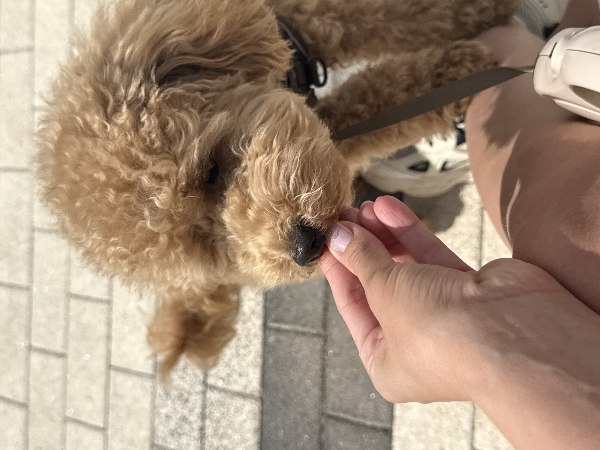 A light-colored, curly-haired dog, likely a poodle, is being offered a treat by a person's hand. The dog's muzzle is close to the treat, and its nose is slightly damp. The background consists of a light-colored, brick-patterned walkway, suggesting an outdoor urban setting. The overall lighting indicates it is daytime. There is no specific information in the image to suggest this scene is located in Izhevsk, Russia.