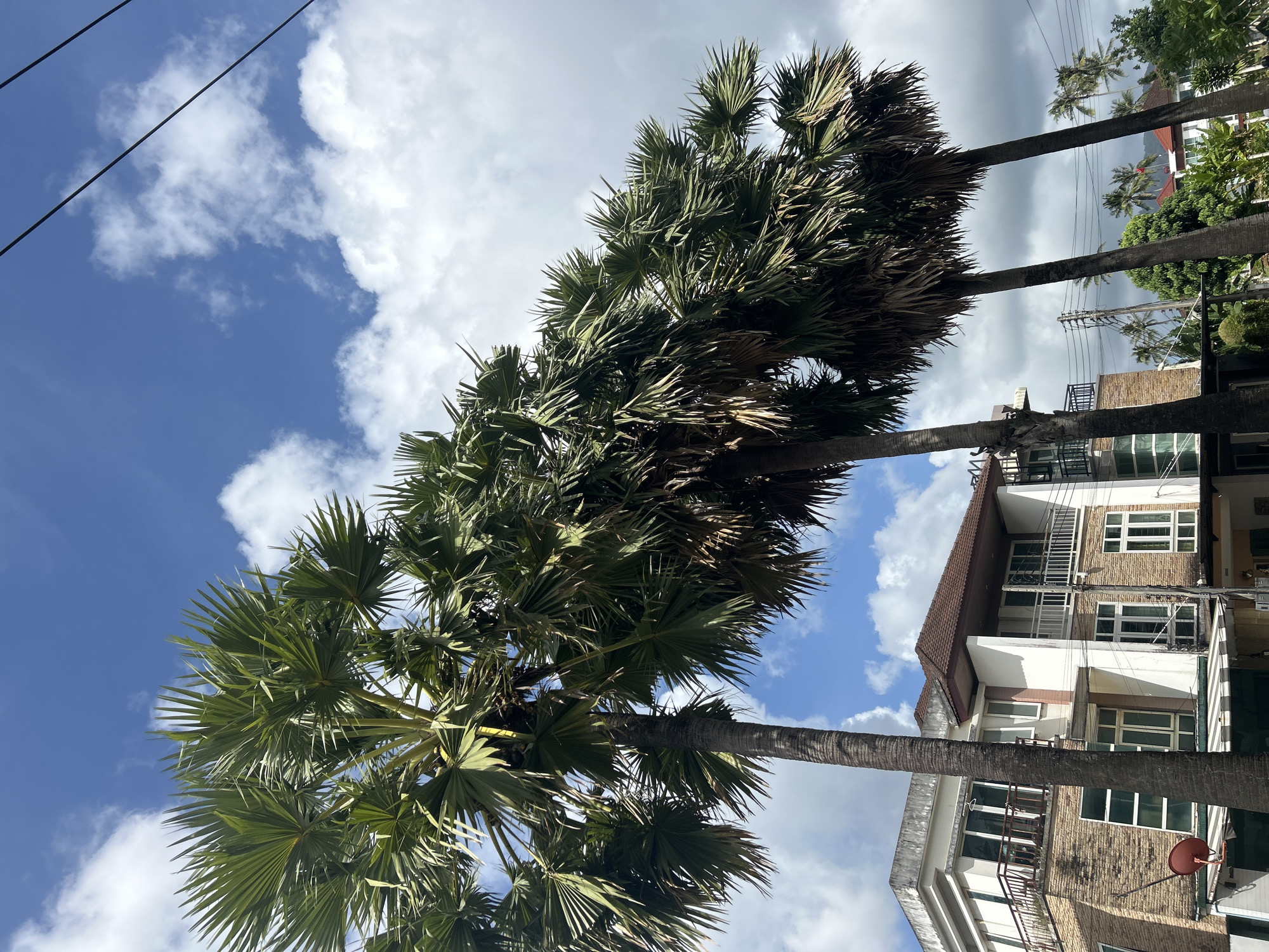 A low-angle, vertical shot captures a row of tall palm trees against a bright blue sky with scattered white clouds. In the lower left, a modern, multi-story building with a brick and white facade is visible, featuring balconies and numerous windows. Power lines are strung across the upper right of the frame. The image appears to be taken in Kathu, Thailand, given the presence of palm trees, tropical architecture, and power lines commonly found in the region. No people are visible in the scene, and there are no discernible actions or interactions. The environment is characterized by lush tropical vegetation and a partially cloudy sky, suggesting a warm, sunny day.