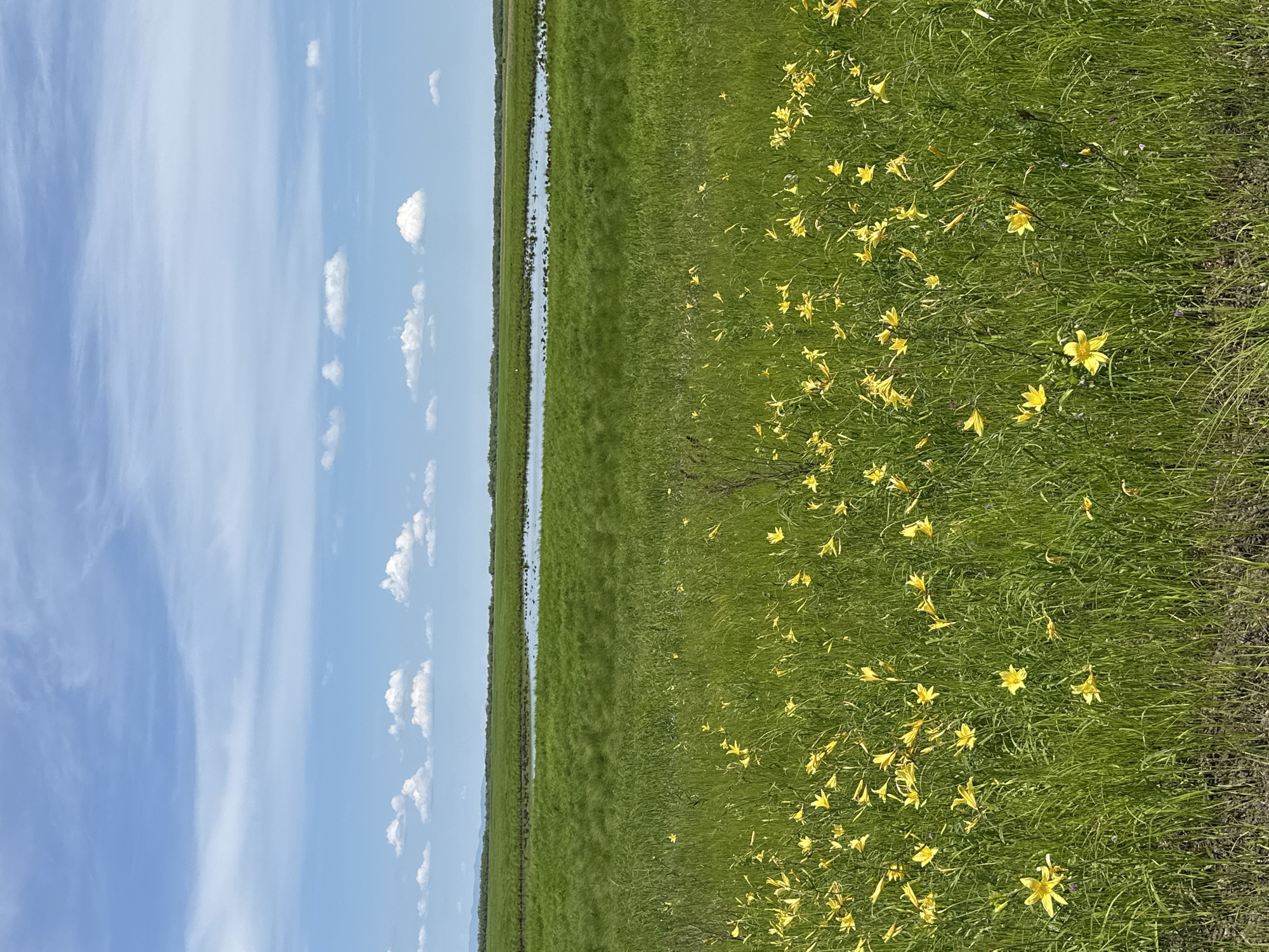 An outdoor, eye-level shot captures a vibrant natural landscape under a partly cloudy sky. In the foreground, a dense field of tall, green grass is dotted with numerous bright yellow lilies. The field stretches towards the middle ground, where a calm body of water, possibly a lake or marsh, reflects the sky. Beyond the water, a wide expanse of lush green fields extends to the horizon, where faint blue mountains are visible. The sky is a brilliant blue, streaked with wispy white clouds and punctuated by a few larger, puffy white clouds. The overall impression is one of natural beauty and serenity, suggestive of a rural or wilderness setting. The specific location is the Im. Tel'mana, Russia area, known for its expansive natural terrains. There are no people or animals visible in the image.