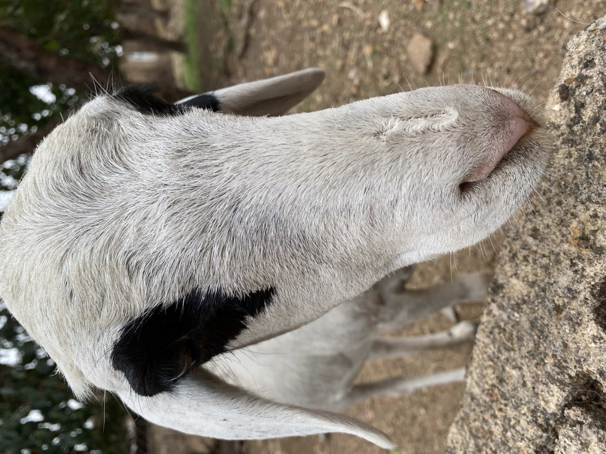 The image shows a close-up, ground-level view of a goat's head. The goat is mostly white with some black markings on its head and ears. Its nose is pink and pressed against a rough, gray stone surface. The background is blurry but shows dirt, grass, and some greenery. There is no indication in the image that the photo was taken in the city of Vom, Nigeria.