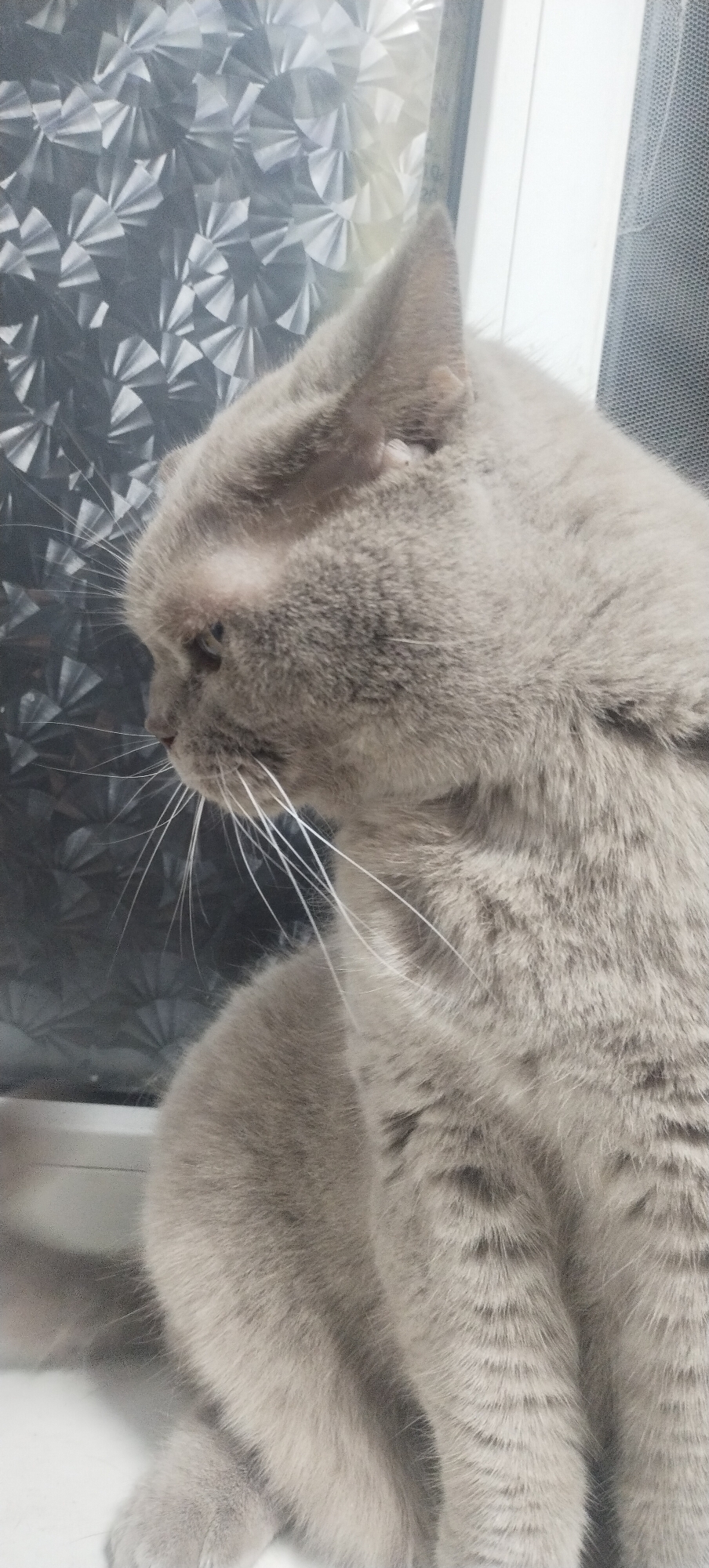 A British Shorthair cat is positioned on a windowsill in Pisochyn, Ukraine, looking to its left. The cat has grey fur and long white whiskers. Behind the cat, a patterned glass window covers the left half of the background, while a plain white surface and a grey mesh curtain fill the right side. The windowsill itself appears to be white.