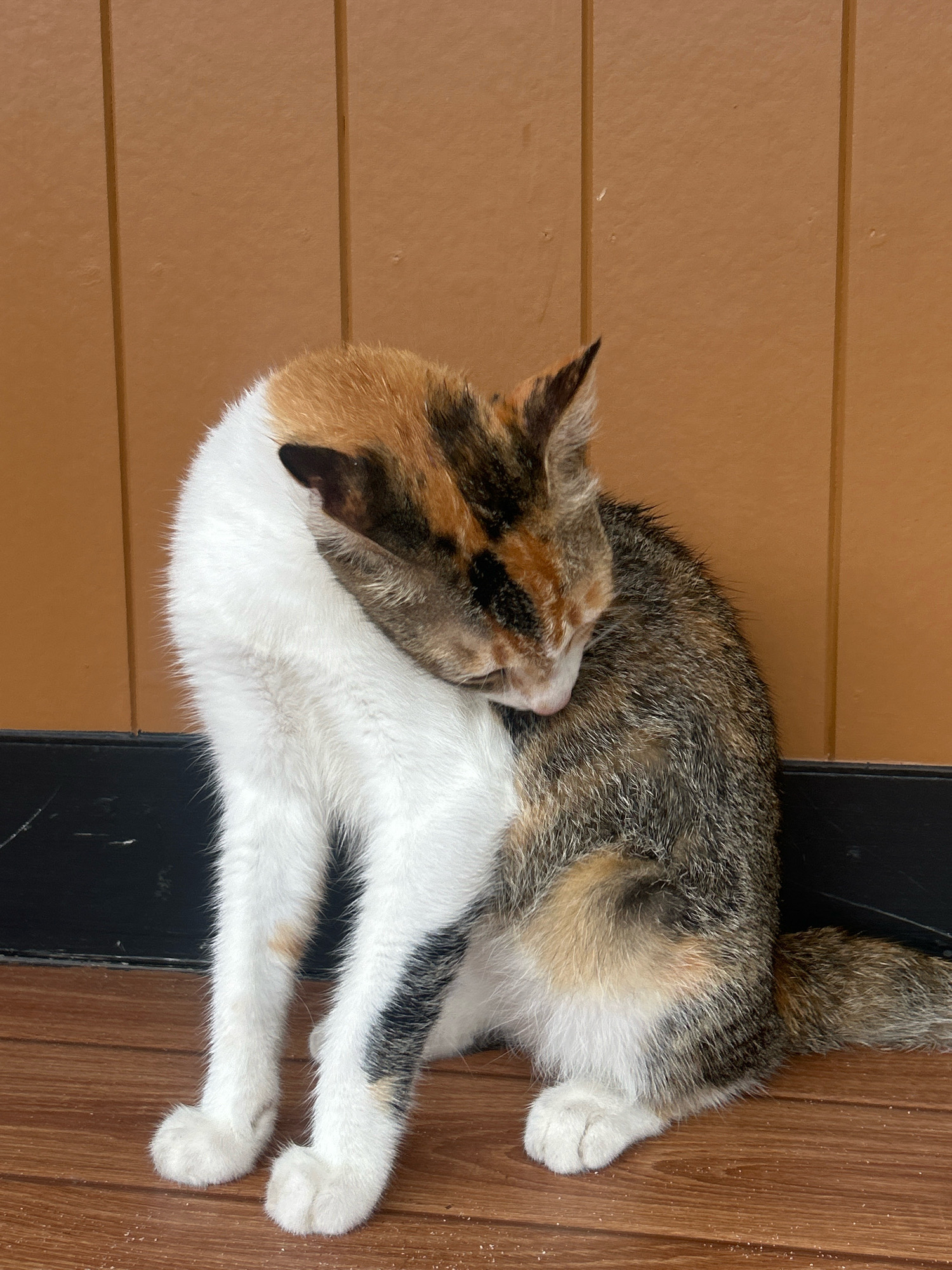 A calico cat is grooming itself while sitting on a wooden floor. The cat has patches of white, orange, and black fur. Its head is tucked into its chest as it licks its foreleg. The background consists of a brown paneled wall. The scene is indoors, possibly in a residential or commercial space. The location is identified as Ao Nang, Thailand.