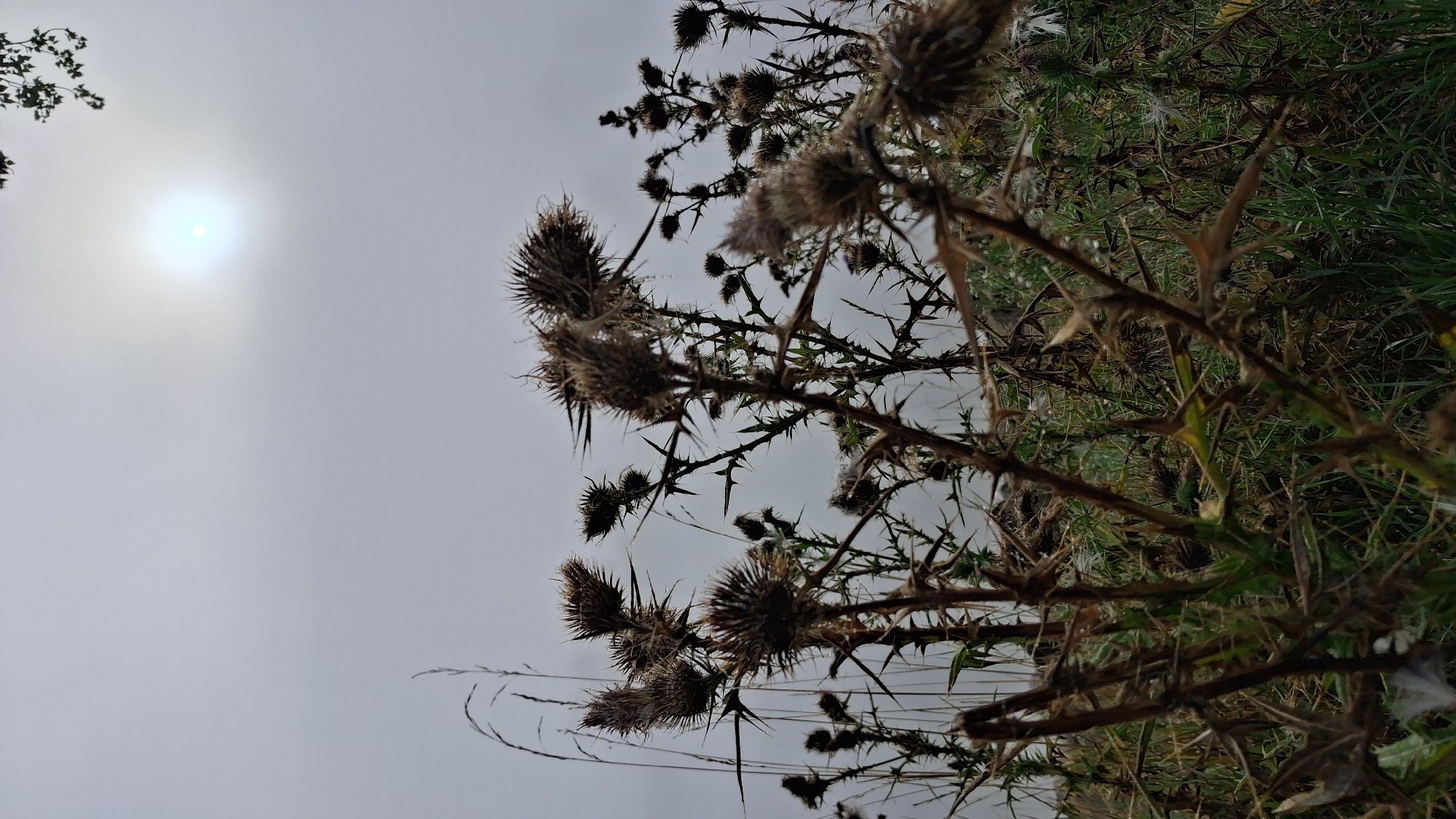 The image shows a field of thistles in Osterhofen, Germany, with the sun obscured by fog in the background. The thistles are dry and spiky, with some seed heads visible. The ground is covered in green grass, and there are a few other plants mixed in. The overall scene is one of nature in a somewhat wild and overgrown state, with a hint of a muted, foggy atmosphere.