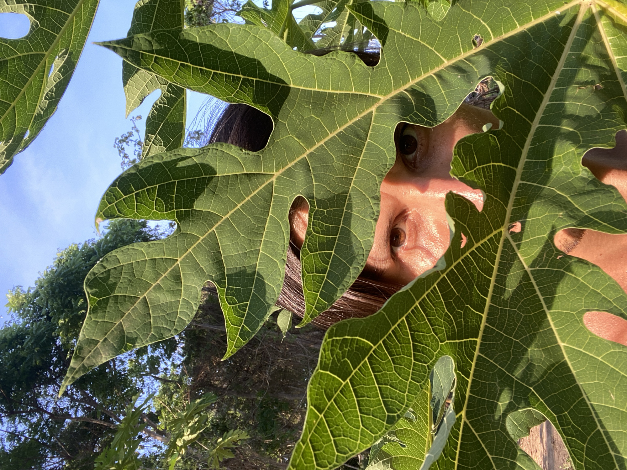 A close-up shot shows a person's eyes peering through the leaves of a large plant, possibly a papaya tree, in Los Velásquez, Venezuela. The bright green leaves are in the foreground, obscuring most of the person's face and body. The person has brown eyes and dark hair. The background is filled with lush green foliage and a clear blue sky, suggesting an outdoor setting in a tropical or subtropical environment. The lighting indicates it is daytime, with sunlight filtering through the leaves, creating a dappled effect. The overall impression is one of a playful or secretive moment captured outdoors.
