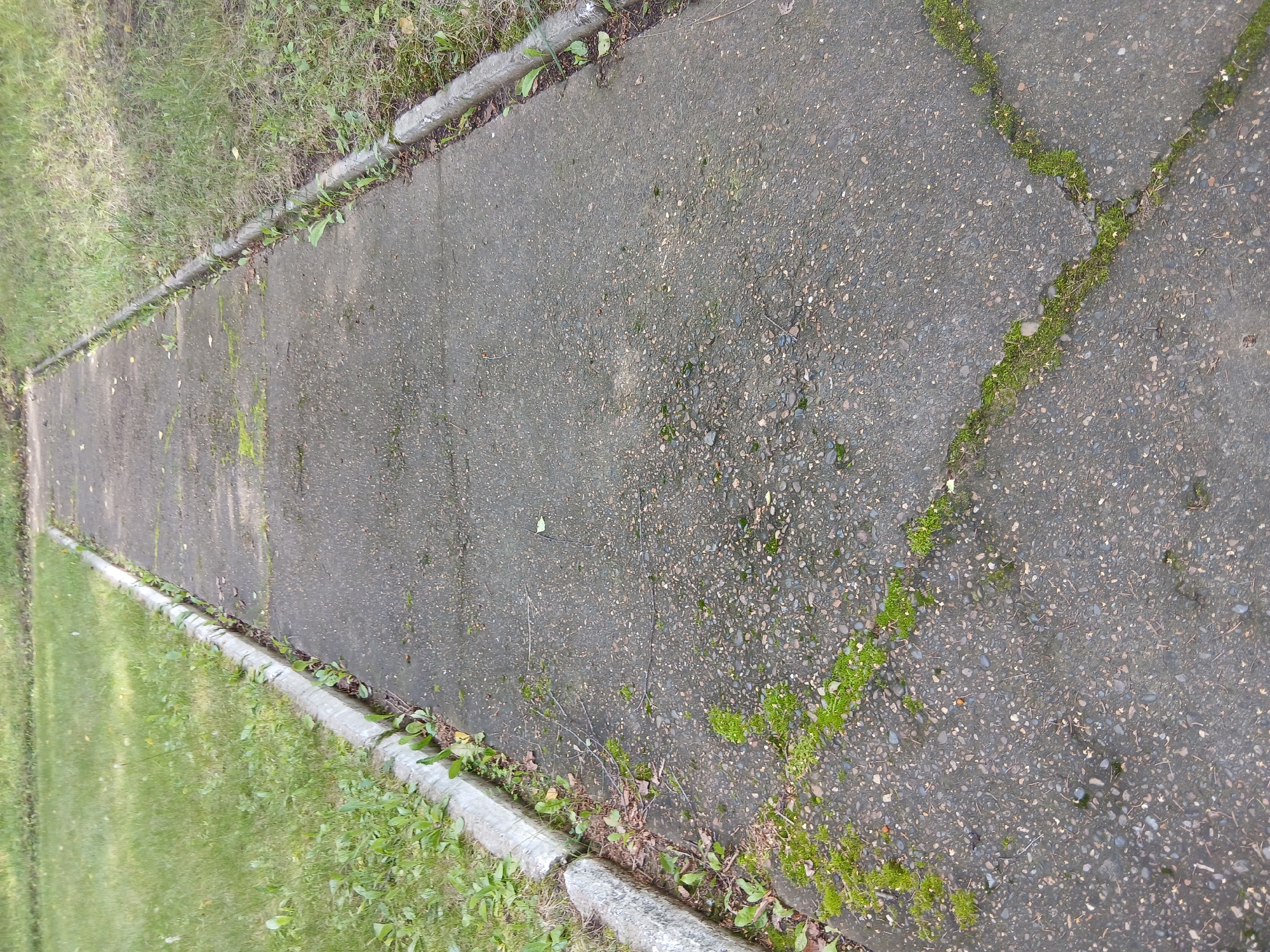 A concrete walkway runs through a grassy area. The walkway is cracked in several places and has patches of moss growing on it. The walkway is bordered on both sides by grass and a concrete curb. The scene appears to be in a park or residential area. There are no people or animals visible in the image. The location is Chaikovsky, Russia.