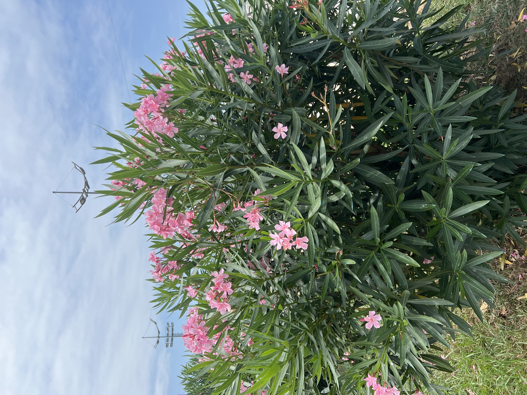 An outdoor, eye-level shot features a dense shrub with lush, green, lance-shaped leaves and clusters of bright pink flowers. The shrub is situated in front of a bright blue sky with scattered white clouds. In the background, two tall metal poles with lighting fixtures are visible, suggesting an outdoor recreational area or street. The ground at the base of the shrub is covered with grass and fallen leaves. The scene appears to be a public space in Batumi, Georgia, possibly near a park or an open area.