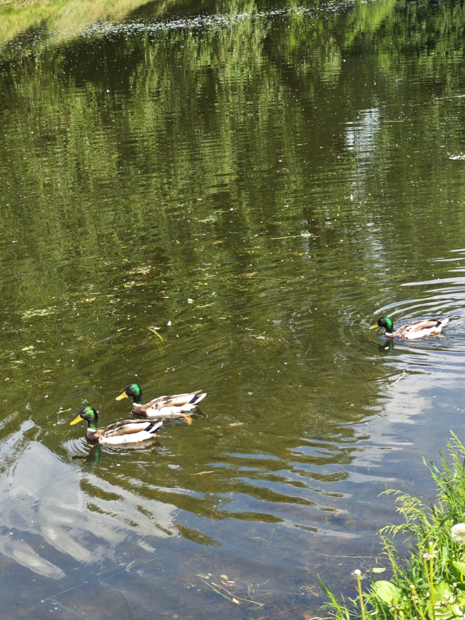 The image depicts a tranquil scene of three mallard ducks swimming in a pond. The water is dark green, reflecting the lush foliage that surrounds it. The reflections create a dappled effect on the water's surface, adding to the serene atmosphere. Two of the ducks are swimming close together in the foreground, while the third is further away, to the right. The ducks have iridescent green heads and distinctive yellow beaks. The pond appears to be part of a park or natural area, given the abundance of plant life. The presence of white debris on the water suggests either pollen or petals floating on the surface. To the right of the pond, tall green grasses and a few white dandelions are visible, adding a touch of detail to the shoreline. The overall impression is one of natural beauty and peaceful coexistence within an urban green space. Without additional information, the specific location within Saint Petersburg, Russia cannot be determined, but it is consistent with many of the city's parks and natural reserves.