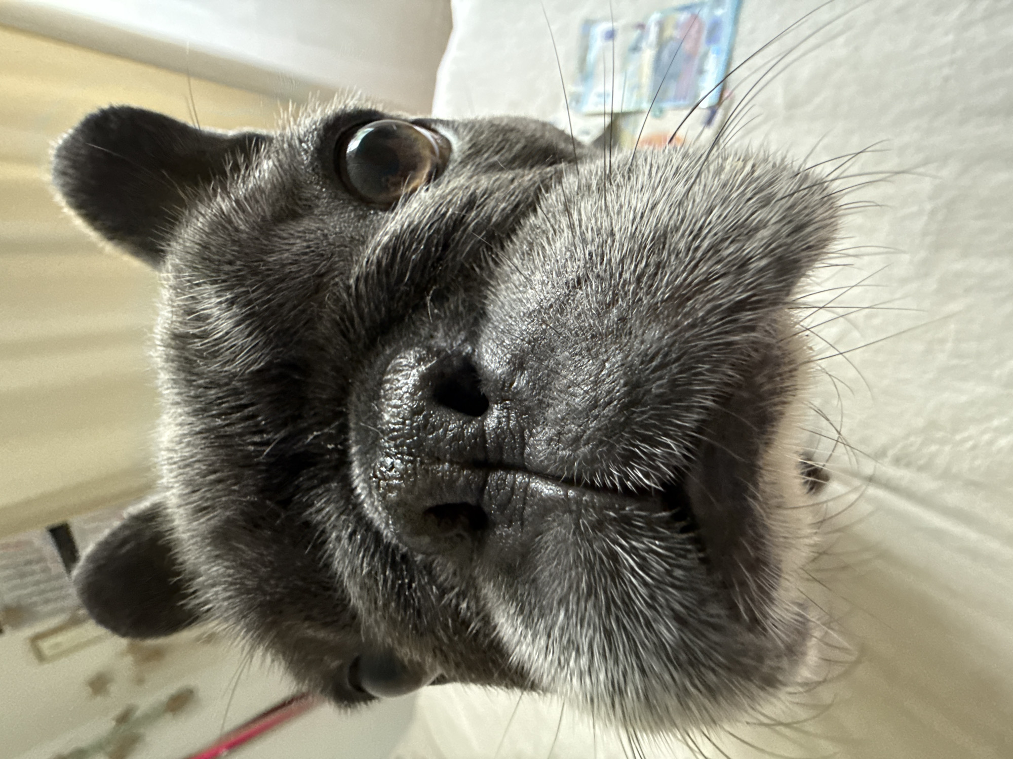 The image is a close-up, low-angle, eye-level shot of a French bulldog's face. The dog's dark gray fur is detailed, with prominent whiskers. Its dark eyes are wide and round, and its black nose is wet and textured. The dog appears to be on a light-colored surface, possibly a bed or sofa, which is slightly wrinkled. In the background, out of focus, there are some colorful items that resemble a deck of cards or playing cards. There are no visible identifying markers of location in Bad Sachsa, Germany, within the image itself.