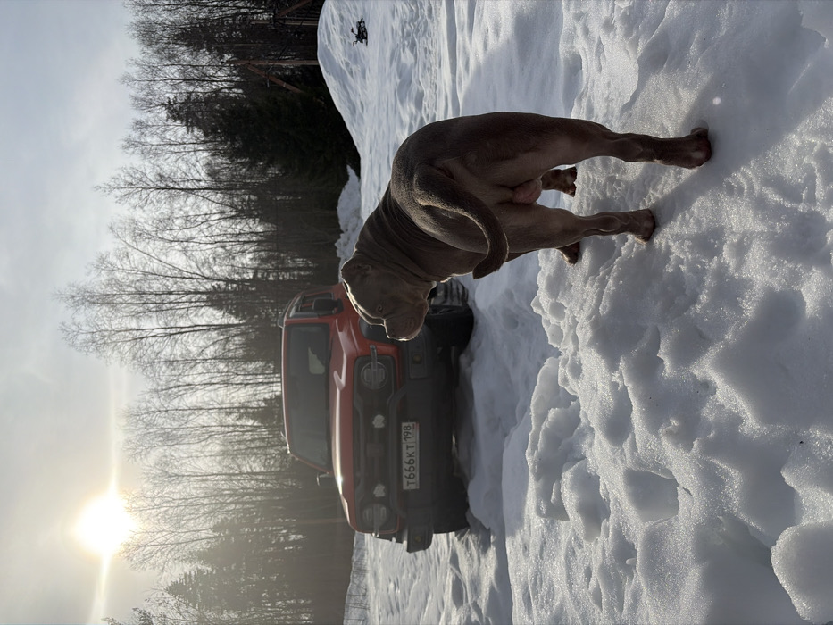 This image depicts an outdoor, snow-covered scene in Vaskelovo, Leningrad Oblast, Russia, under bright sunlight. In the foreground-midground, a muscular, light brown/grey male American Bully dog stands on uneven snow, facing partially away from the viewer with its head turned to its left, looking towards a vehicle. Behind the dog, an orange/red four-door SUV, identified as a Ford Bronco model, is parked in the snow with its front facing the viewer. The vehicle displays a Russian license plate, "T666KT 198," and has two circular auxiliary lights mounted on its front bumper. The background consists of a dense forest featuring both bare deciduous and dark green coniferous trees. The sun is prominently visible in the upper left of the frame, casting strong light and shadows across the snow. To the far right, a large snowdrift is visible, near which a wooden structure (possibly part of a swing set) and a small, dark object lie. No individuals are present in the scene.