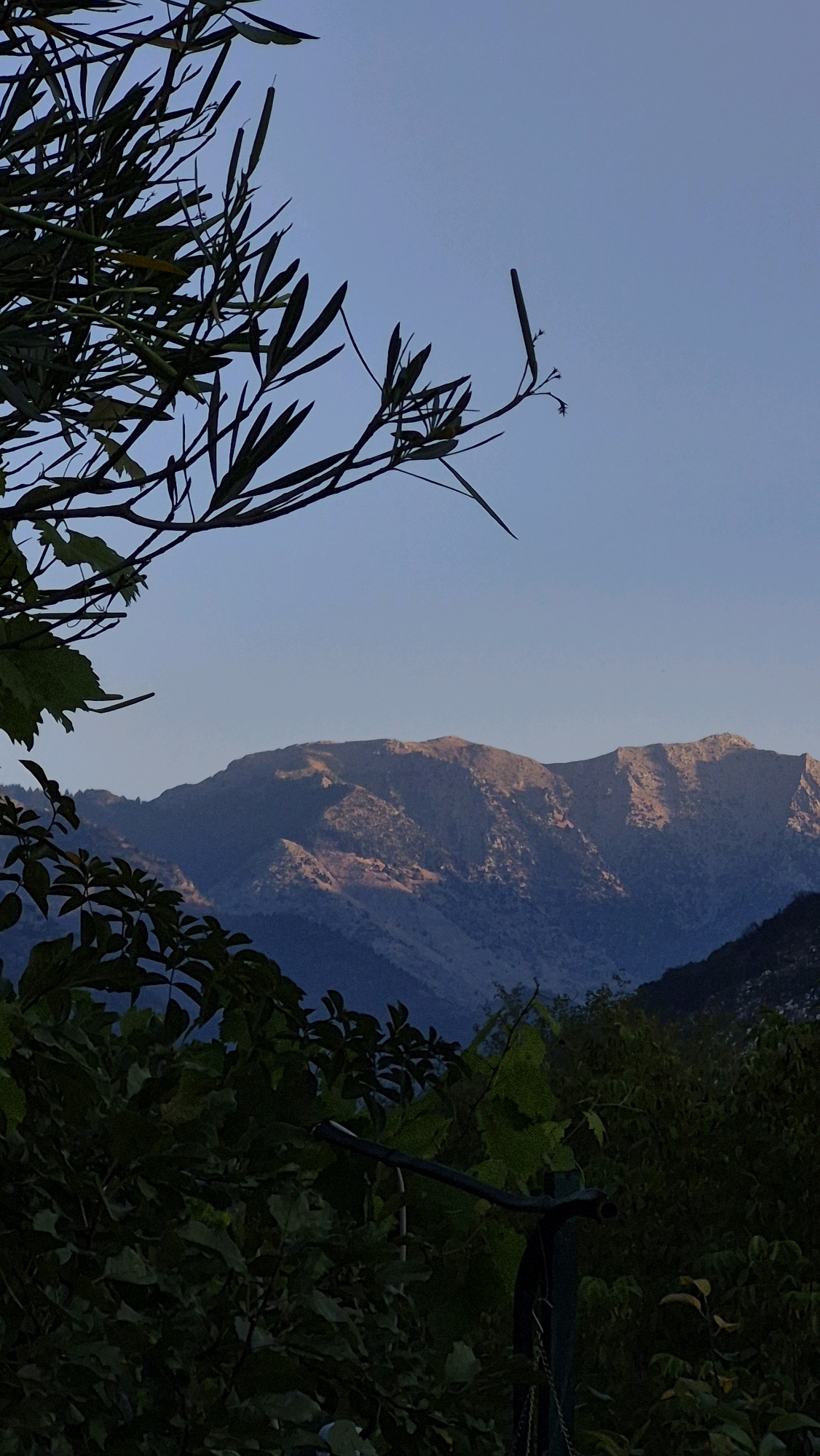 The image depicts a serene landscape with mountains in the background, bathed in the soft light of what appears to be sunrise or sunset. In the foreground, dark green foliage, including tree branches and leaves, partially obscures the view of the distant mountains. The sky is a clear, pale blue. The mountains themselves are rugged and appear to be covered in vegetation, with some areas catching the warm light, creating a contrast with the shadowed slopes. The overall impression is one of natural beauty and tranquility, with the foreground vegetation framing the expansive mountain vista. There are no people or man-made structures visible in the image.