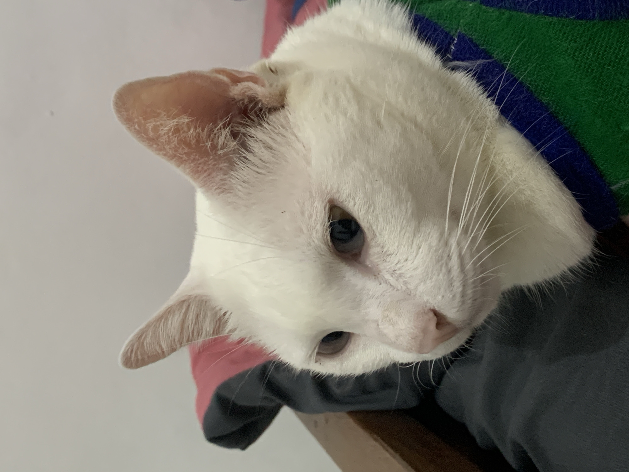 This media file captures a close-up, slightly tilted view of a white cat's face. The cat has light pink ears with fine hairs visible on the inner surfaces. Its fur is predominantly white, with a few darker specks on its nose and around its eyes. The cat's eyes are a dark, possibly blue or green, color and appear to be looking downwards and slightly to the side. Long white whiskers fan out from its muzzle. The cat is resting on a surface covered by a striped fabric that features bands of dark grey, pink, and green. A portion of a wooden surface is visible at the bottom right of the image. The background is a plain, light-colored wall. The lighting suggests an indoor setting, possibly during the daytime, with no obvious indications of time of day or weather. The cat's expression is neutral, giving no clear indication of emotion. There is no visible text in the image. The context provided indicates the location as Sukawati, Indonesia.