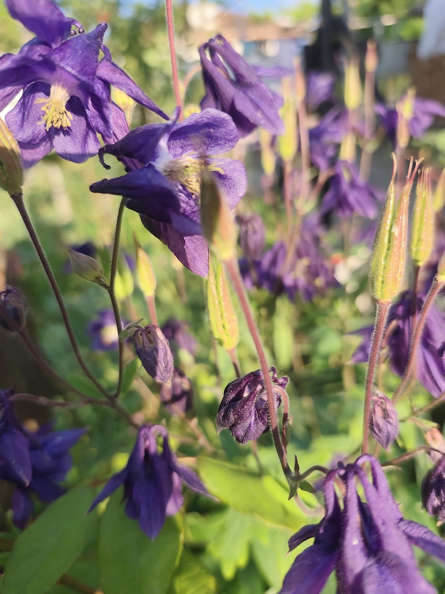 A close-up shot reveals a cluster of purple Columbine flowers in an outdoor setting, potentially a garden in the city of Unknown, Unknown. The blossoms display a blend of open blooms, buds, and seed pods at various stages of development. The flower petals are a rich purple, while the centers exhibit a lighter color with yellow stamens. The stems are slender and coated with fine hairs. The background is slightly blurred, suggesting depth of field, and the overall scene is bathed in natural light.