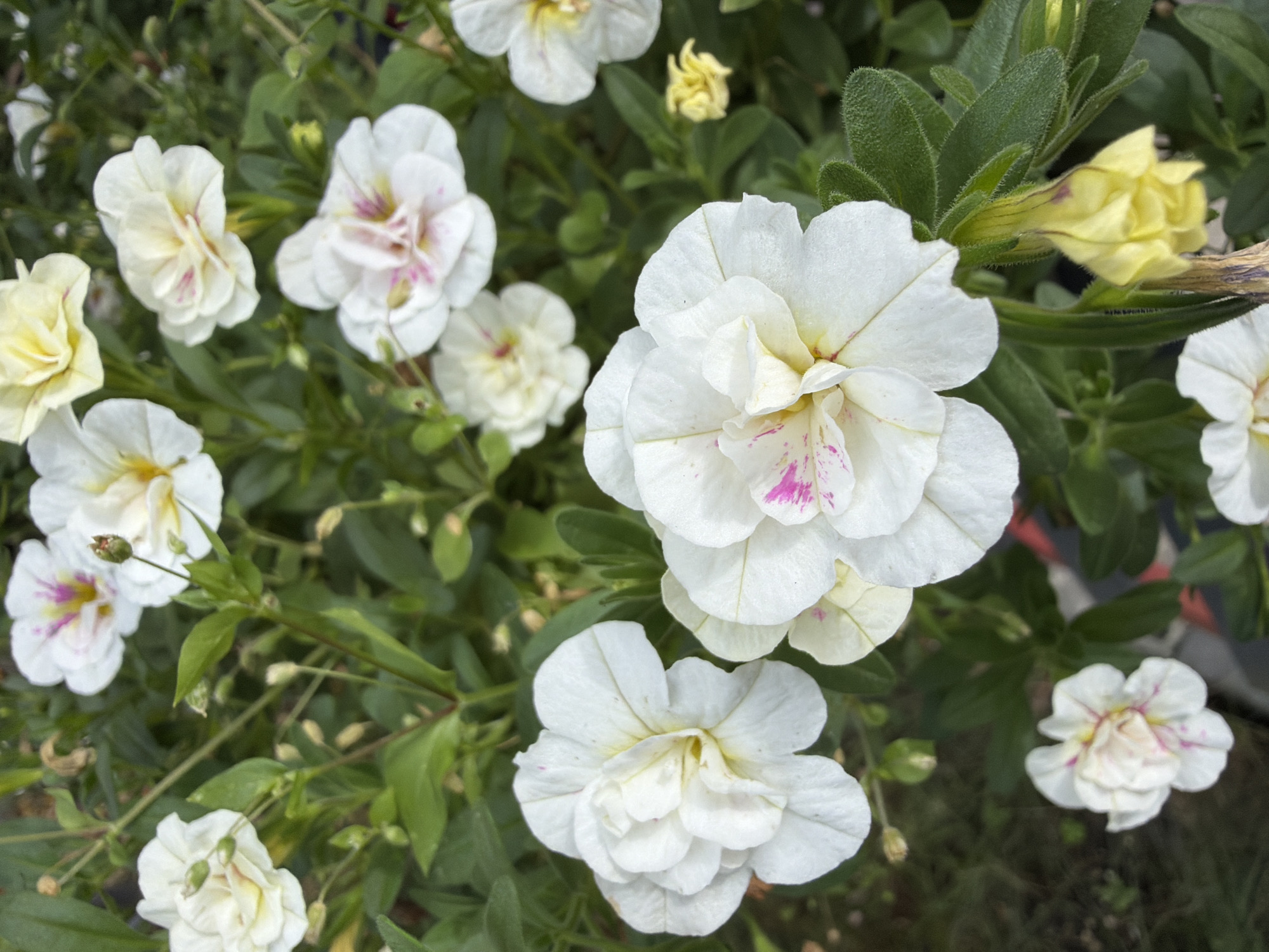 This is a close-up, high-angle, natural light photograph of white petunias in bloom. The flowers are varied in their stage of bloom, with some fully open and others still in bud. The petals are a delicate white, with some featuring subtle pink or yellow streaks. The leaves are a deep green and slightly fuzzy. In the background, other flowers and foliage are visible, as well as hints of red and black in what appears to be a planter or pot. The overall impression is one of lush, natural beauty. The image does not contain any people or identifiable landmarks within the city of Bayreuth, Germany.