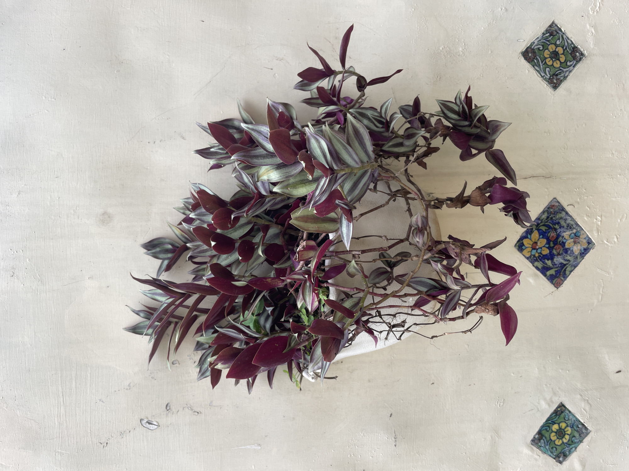 A high-angle, full shot captures a plant, likely a Tradescantia zebrina, resting on a light-cream-colored surface. The plant has leaves with purple undersides and striped green and silver topsides. Some vines extend outward, appearing slightly dry or woody. The plant is supported by a visible white container or support structure. The surface is textured, and three square tiles with floral designs are arranged around the plant's perimeter. The location is potentially Chandigarh, India. No people are visible.