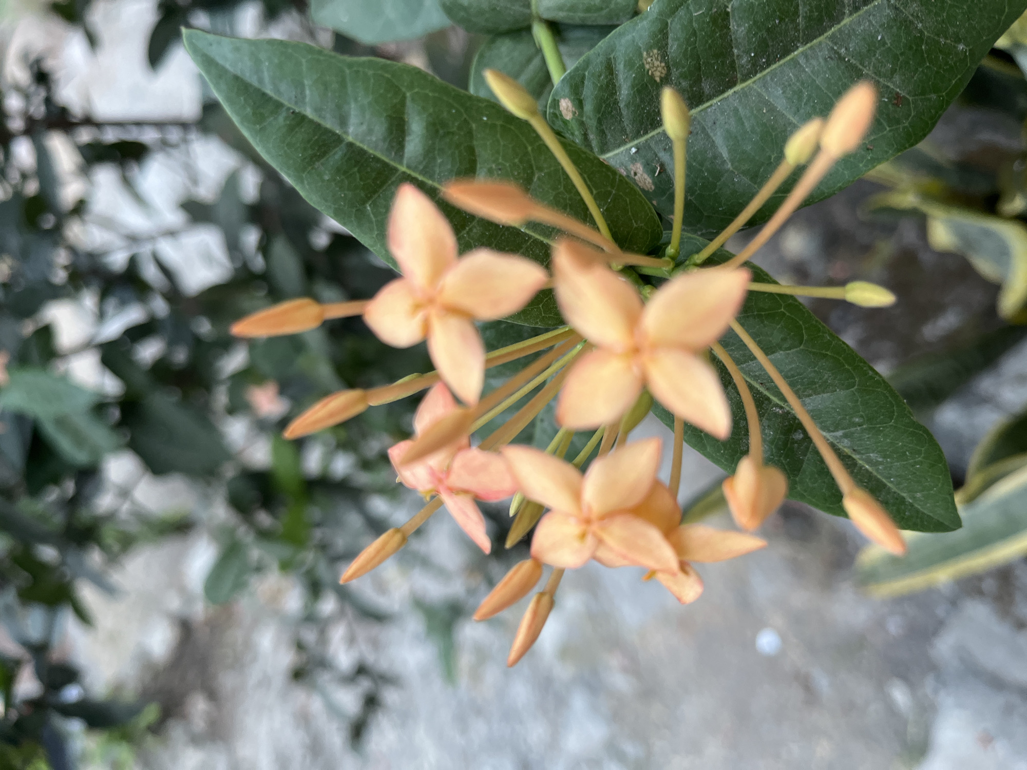A close-up, shallow-depth-of-field photograph captures a cluster of pale orange flowers with pointed petals and buds. The flowers are on a green stem with visible veins and a slight sheen on their surface, and some have delicate stamens protruding. The background is blurred, showing muted green foliage and a light-colored, textured surface that may be concrete or stone. The scene is likely outdoors in a garden or natural setting. The image does not contain any people, specific landmarks, or elements that would indicate its location within Kemangguhan, Indonesia.