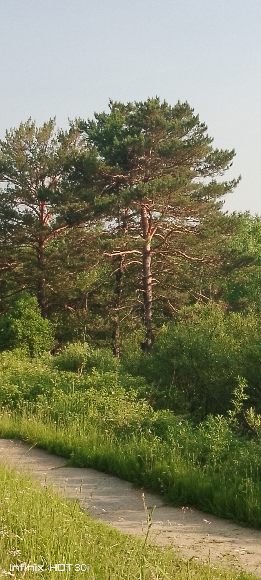 The media file depicts a serene natural scene, likely captured in Kedrovy, Russia. The primary subjects are several tall pine trees, their green needles reaching towards a clear, pale blue sky, indicating daytime with fair weather. The trees are set against a backdrop of dense, verdant foliage, suggesting a lush forest or wooded area.
In the foreground, a dirt path curves gently into the scene, bordered by tall grasses and wildflowers, which are rendered in soft focus, adding to the tranquil atmosphere. The dappled sunlight filtering through the trees creates a sense of depth and highlights the textures of the bark and leaves. There are no people or animals visible, emphasizing the untouched, natural beauty of the location.
The overall mood is peaceful and idyllic, evoking a sense of calm and solitude. The lighting suggests it is likely morning or late afternoon, with the sun casting long shadows. The presence of a path implies this might be a hiking trail or a quiet rural road. The "Infinix HOT 30i" text watermark in the bottom left corner indicates the device used to capture the image.