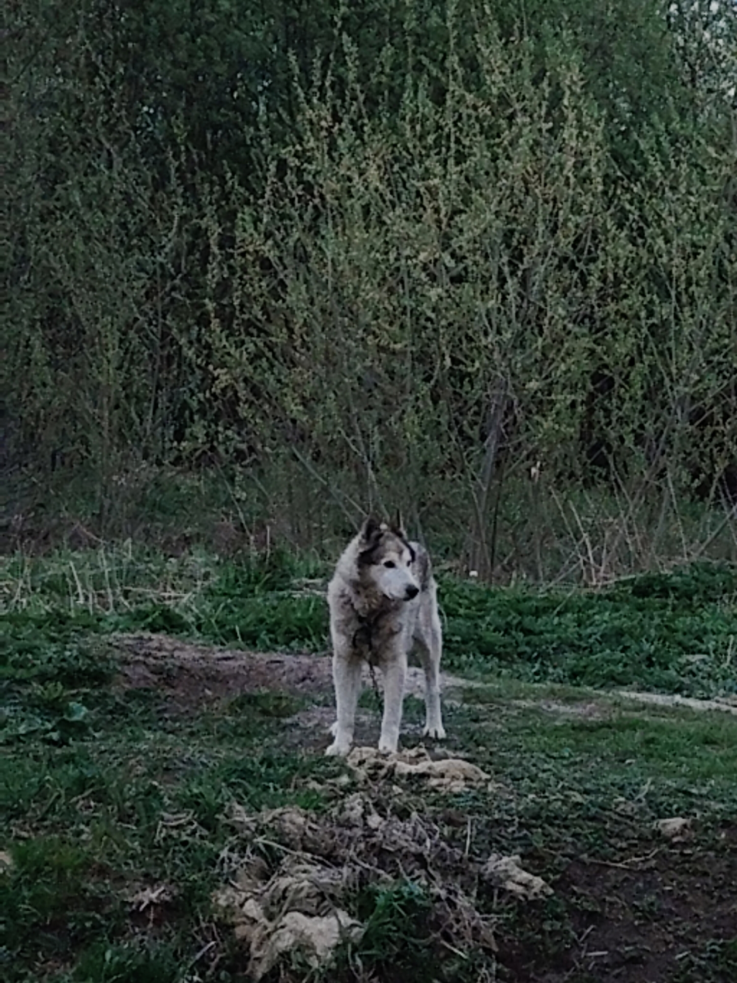 A medium-sized gray and white dog is standing in a grassy area. It has a chain around its neck. Behind the dog is a thicket of small trees and vegetation. The scene appears to be outdoors. Location: Unknown, Unknown.