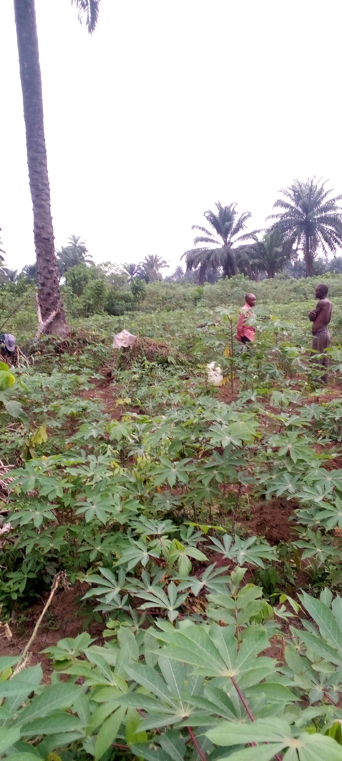This vertical shot captures an agricultural landscape in Omagwa, Nigeria, under an overcast sky. The scene is dominated by lush green vegetation, primarily young cassava plants, which cover the foreground and middle ground in neat rows, suggesting a cultivated field.
In the background and to the left, several tall palm trees are visible, with one prominent, thick-trunked palm tree anchoring the left side of the frame. Further back, a dense mix of tropical foliage and more palm trees forms a natural backdrop.
Two individuals are present in the middle ground, standing among the cassava plants. The person on the left wears a reddish-orange top and darker bottoms, partially facing away from the camera. The second individual, positioned slightly to the right, is shirtless, wearing dark trousers, and faces right. Their presence suggests involvement in farming activities, though no specific action is depicted. Near the person in the reddish-orange top, a small white chicken is visible on the ground.
Other objects include a pile of plant material or debris at the base of the large palm tree on the left, and a white sack or container lying amidst the plants near the center-right. The ground is visible as reddish-brown earth in patches between the plants.
The bright, white sky indicates either an overcast day or perhaps early morning/late afternoon light, without strong shadows. The overall impression is one of rural life and agricultural labor in a tropical environment.