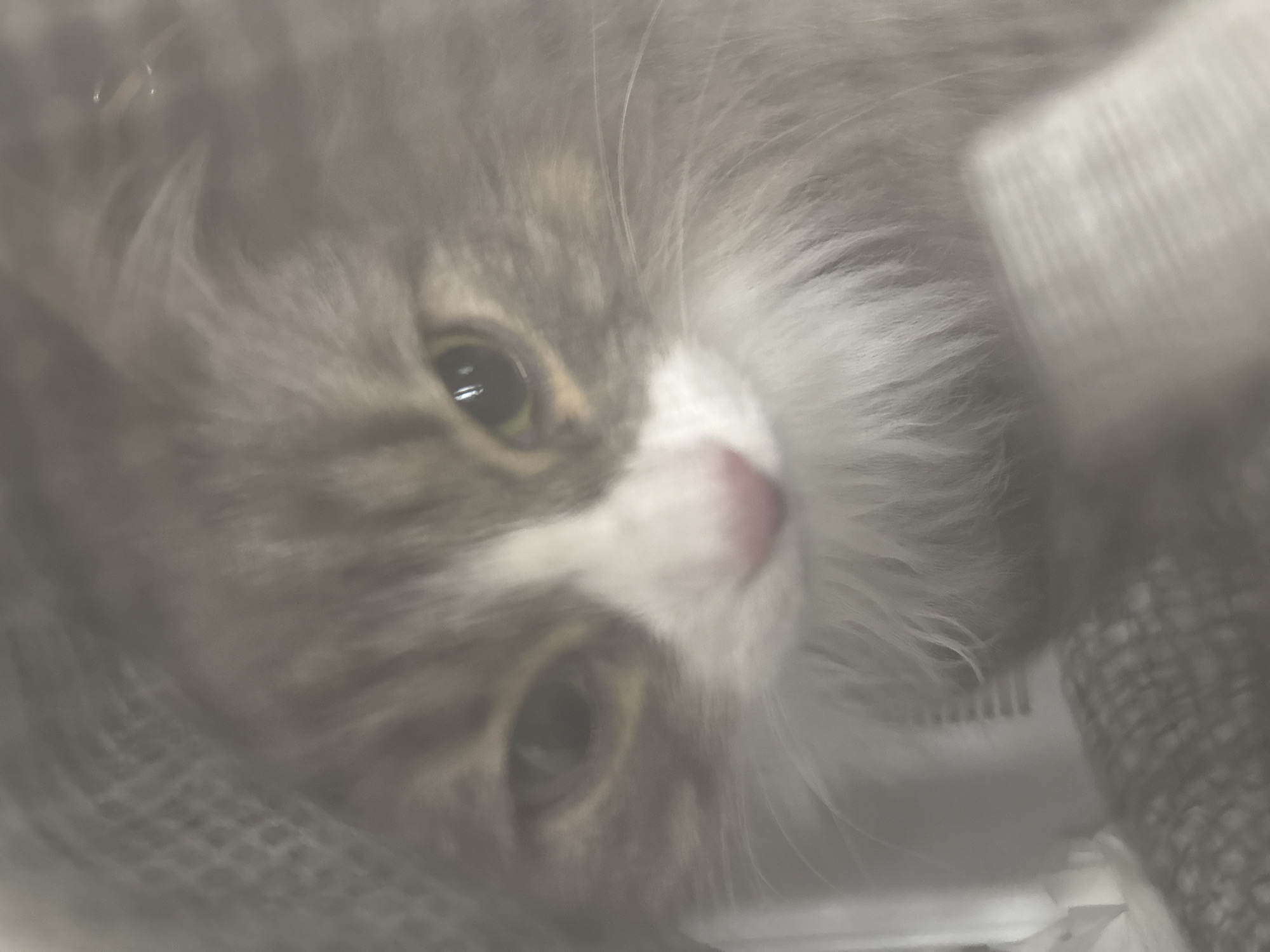 A close-up, slightly blurry image shows a cat's face. The cat has gray and white fur, with a white patch on its nose and chest. Its eyes are a dark color. The background is out of focus, but appears to include a gray patterned fabric and some white, possibly textured, material. No location details can be determined from the image.