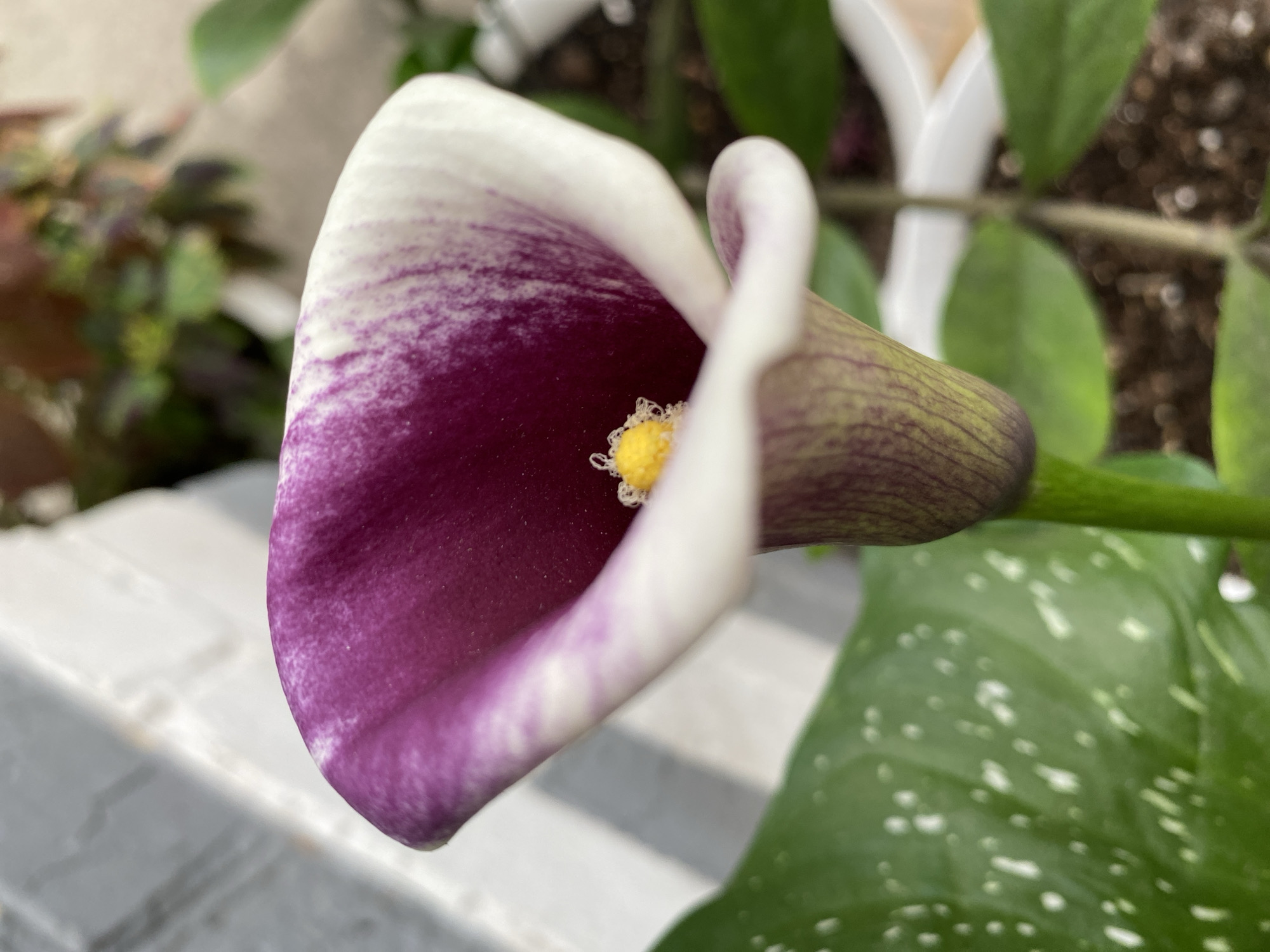 A close-up, eye-level shot focuses on a single, bicolor calla lily bloom. The bloom's spathe is primarily a deep purple, transitioning to white at the edges, with streaks of both colors blending into each other. The spadix, a yellow nub, is visible at the flower's center. Below the bloom, the spathe's exterior is green with purple veining, and it narrows into a green stem. To the left, a large, dark green leaf with white speckles is partially visible. The background is softly blurred, showing hints of a white structure, other foliage with reddish and green tones, and a white planter with dark soil. The scene is lit by natural light, casting subtle shadows. The image is undated and its location in Maykop, Russia, is not visually evident from the photograph itself. There are no people or animals present in the image.