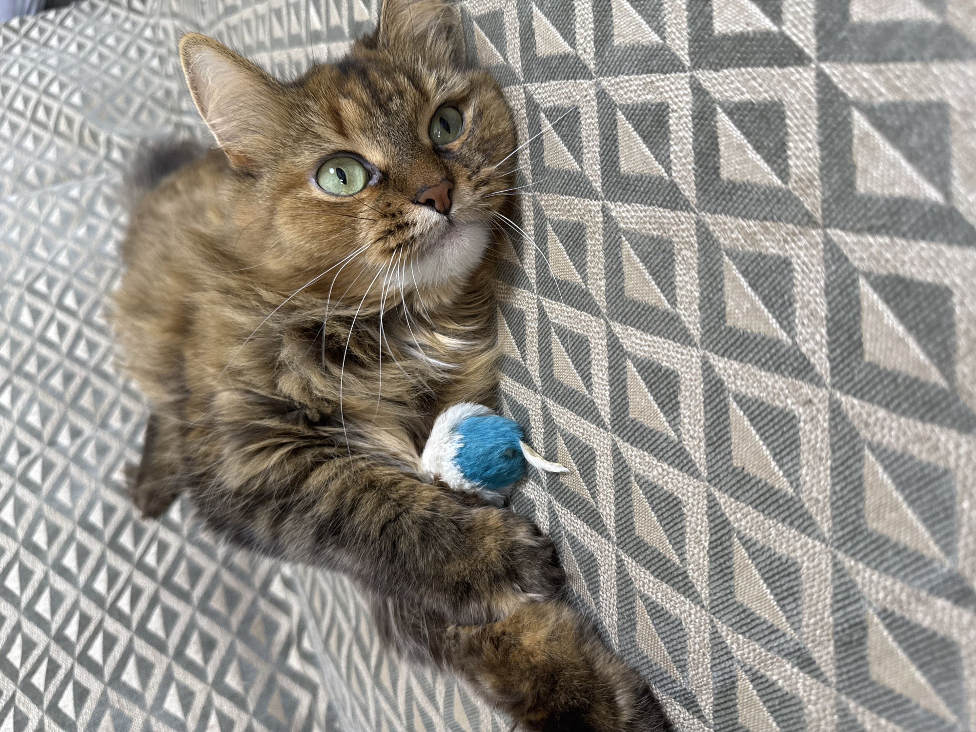 A long-haired tabby cat with green eyes is lying on its back on a patterned sofa. The cat is holding a small blue and white toy mouse with its paw. The sofa has a geometric pattern of interlocking diamond shapes in shades of grey and beige. The cat's fur is a mix of brown, black, and orange. The background is blurred, but appears to be a neutral-colored wall. There is no indication of the location being in Saint Petersburg, Russia, as the image does not contain any landmarks or contextual clues to suggest this specific location.