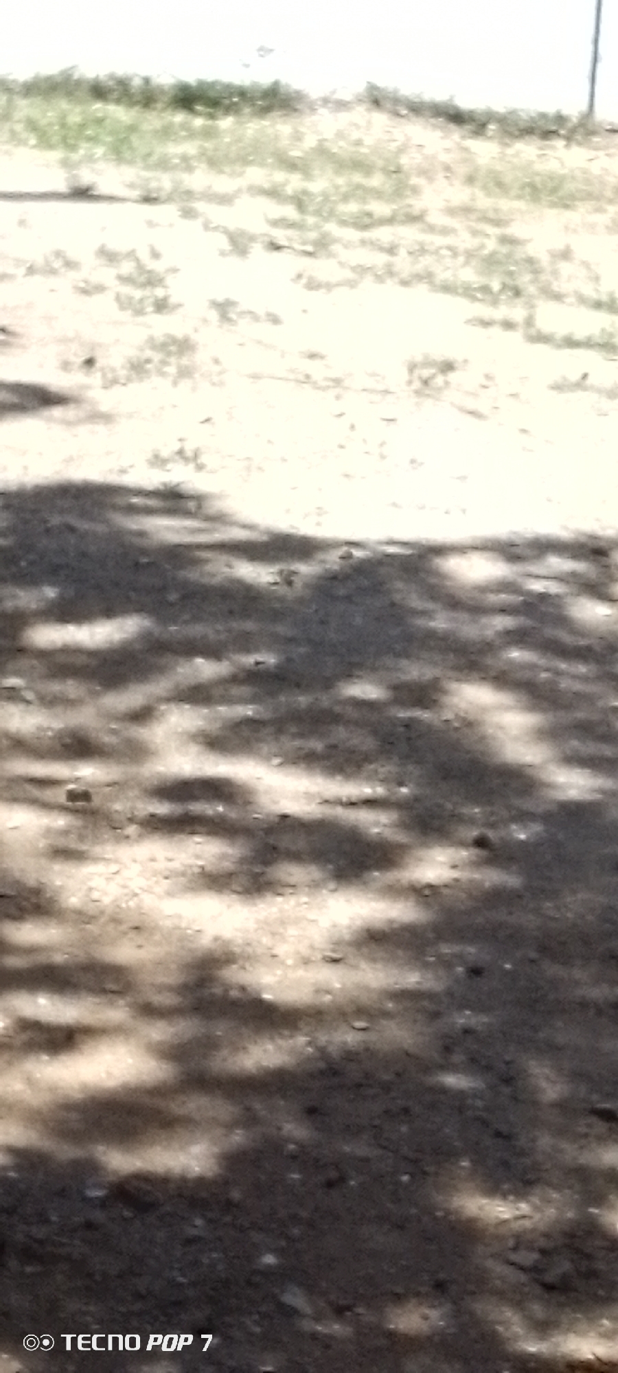 The image shows a ground-level view of a sandy or dirt surface with scattered shadows. In the upper portion of the image, there is a patch of sparse, dry grass. The lower portion is dominated by the dappled shadows cast by what appears to be foliage from trees or bushes overhead. The lighting suggests it is daytime. A watermark at the bottom reads "TECNO POP 7". There are no people, animals, or discernible structures visible in the image. The scene is consistent with an outdoor, possibly arid or semi-arid, environment.